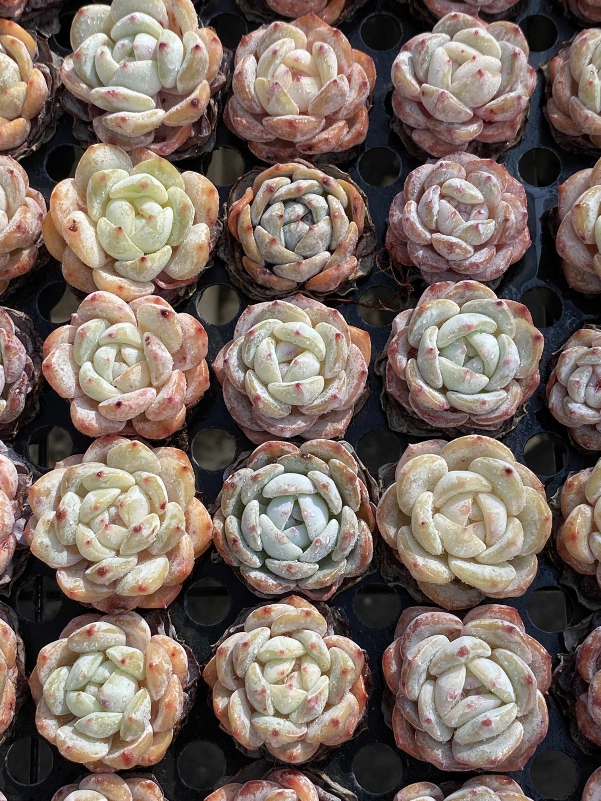 新入荷 オレンジム 鮮やかな105苗セット 土と根付き 多肉植物