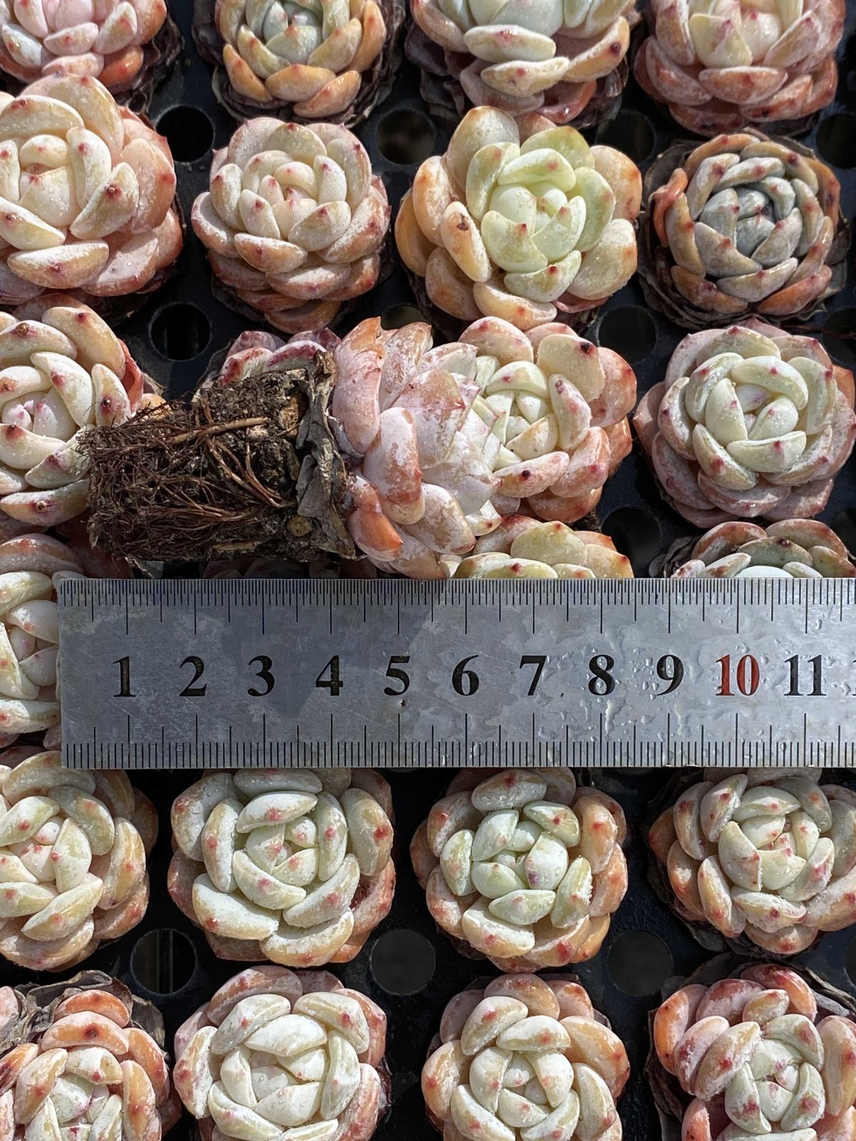 新入荷 オレンジム 鮮やかな105苗セット 土と根付き 多肉植物