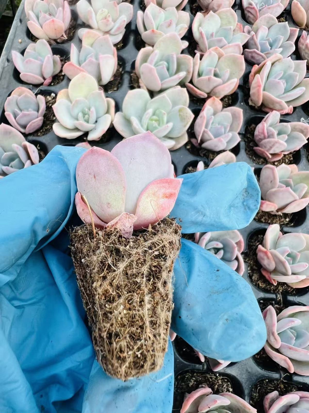 新入荷 ミルクティー 鮮やかな105苗セット 土と根付き 多肉植物