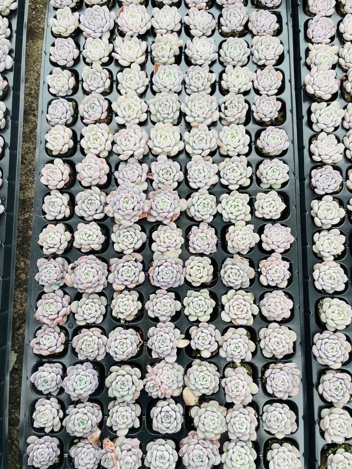 新入荷 オンチョウ 鮮やかな105苗セット 土と根付き 多肉植物