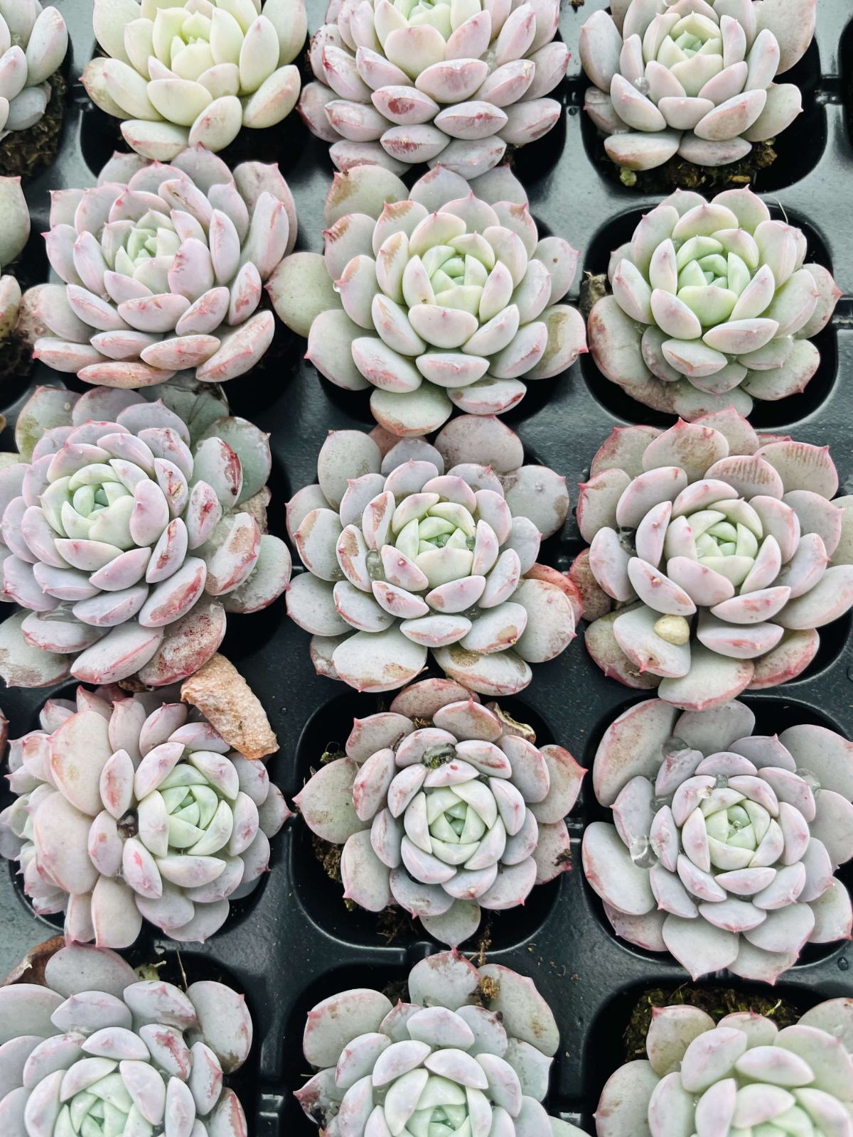 新入荷 オンチョウ 鮮やかな105苗セット 土と根付き 多肉植物