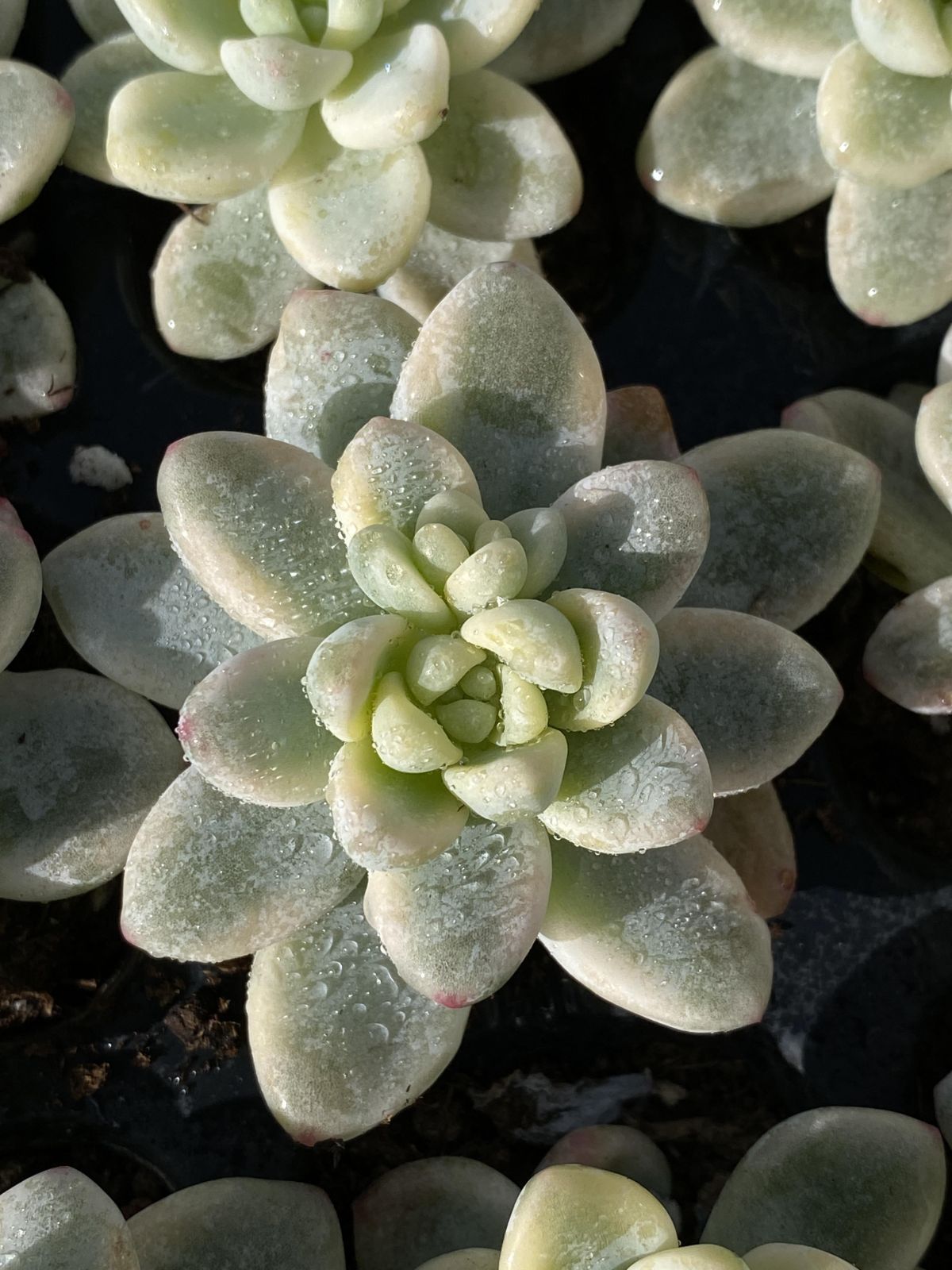 新入荷 ラウルニシキ 鮮やかな72苗セット 土と根付き 多肉植物