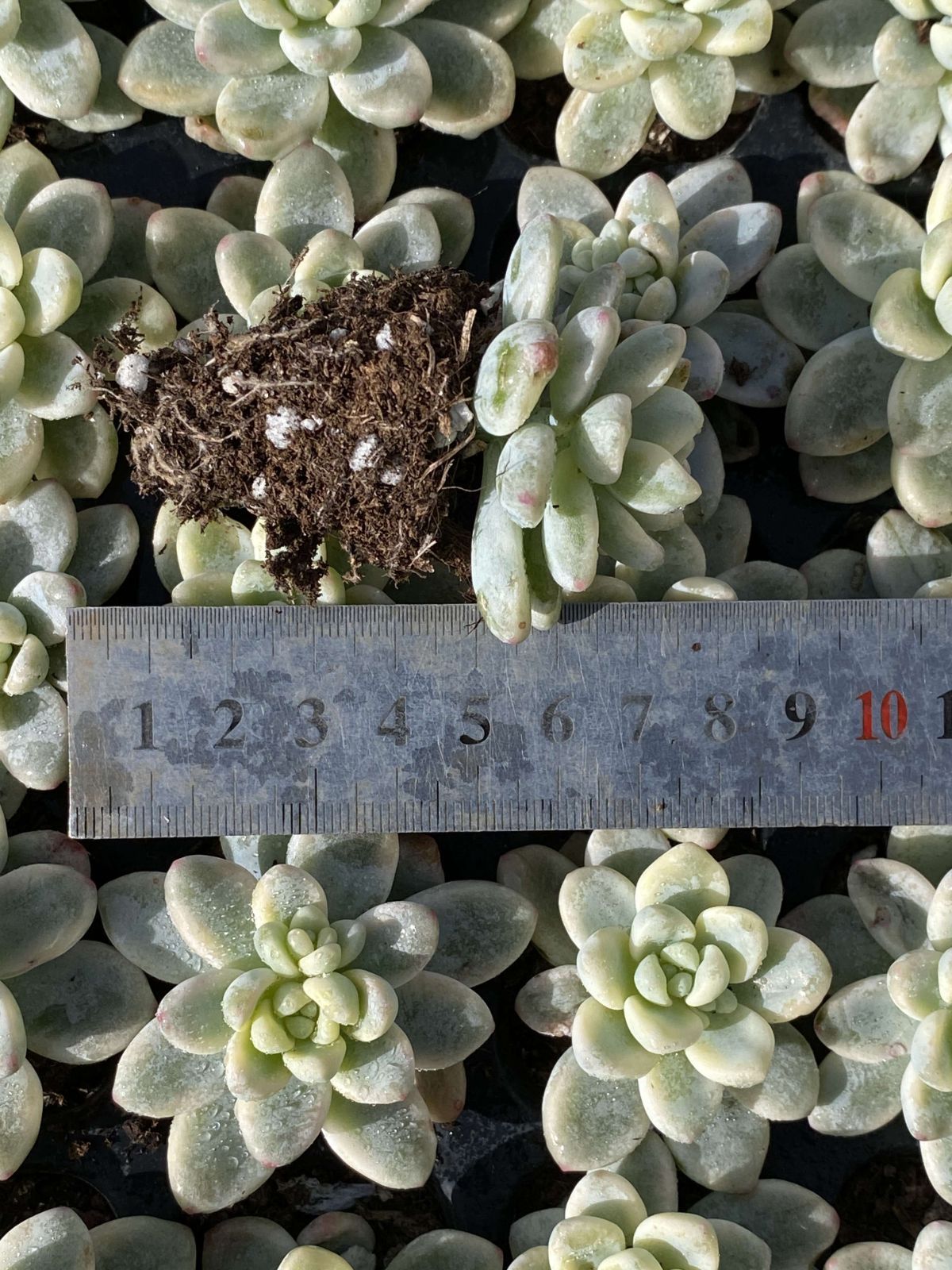 新入荷 ラウルニシキ 鮮やかな72苗セット 土と根付き 多肉植物