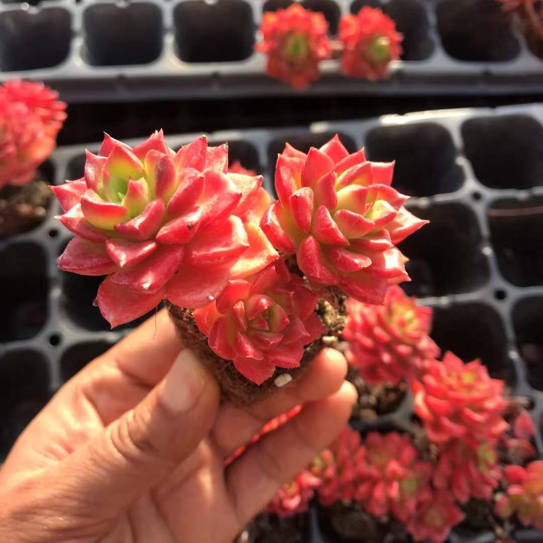 新入荷 ティアグン 鮮やかな50苗セット 土と根付き 多肉植物