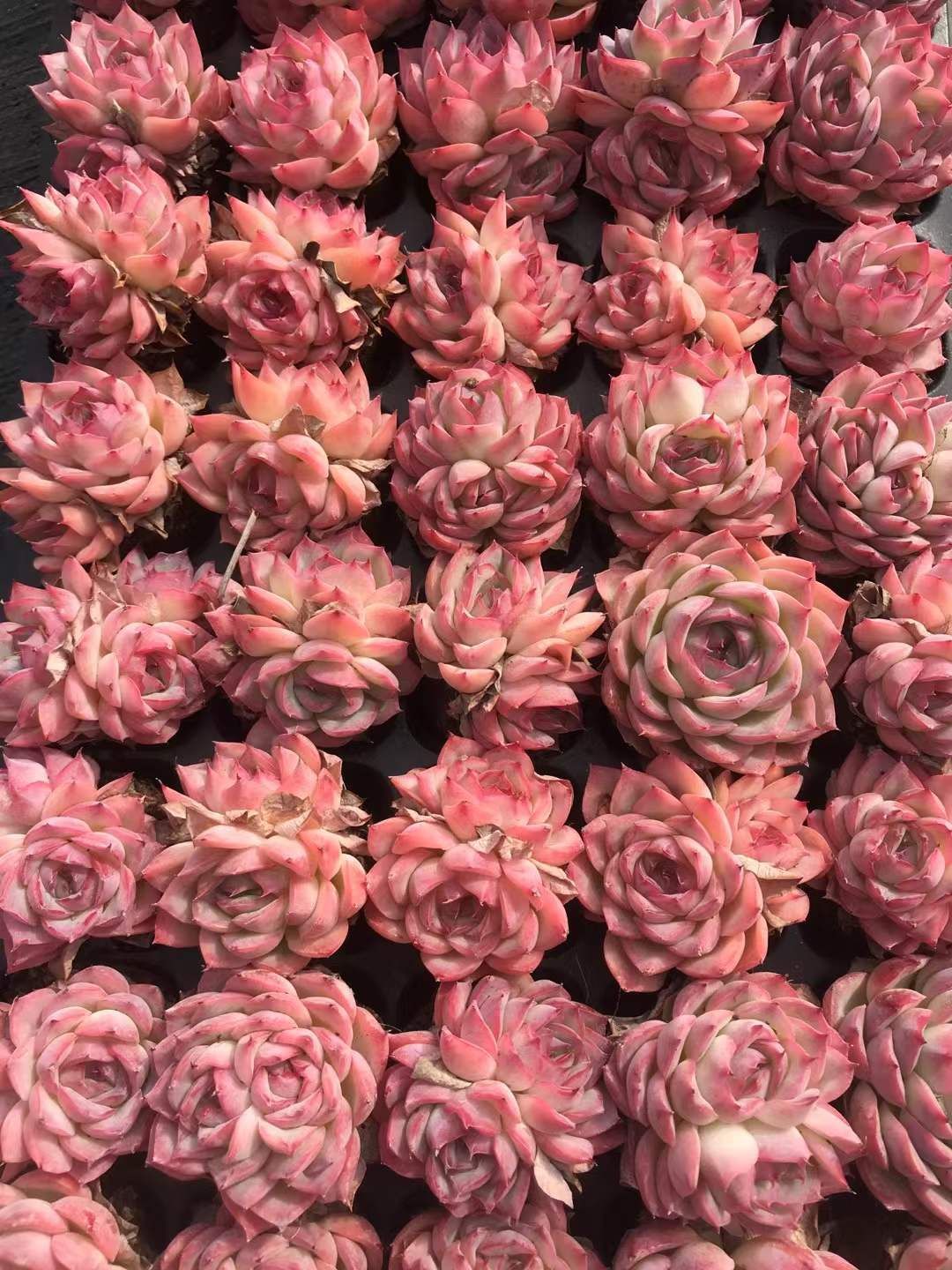 新入荷 ソクエイ 鮮やかな50苗セット 土と根付き 多肉植物 エケベリア