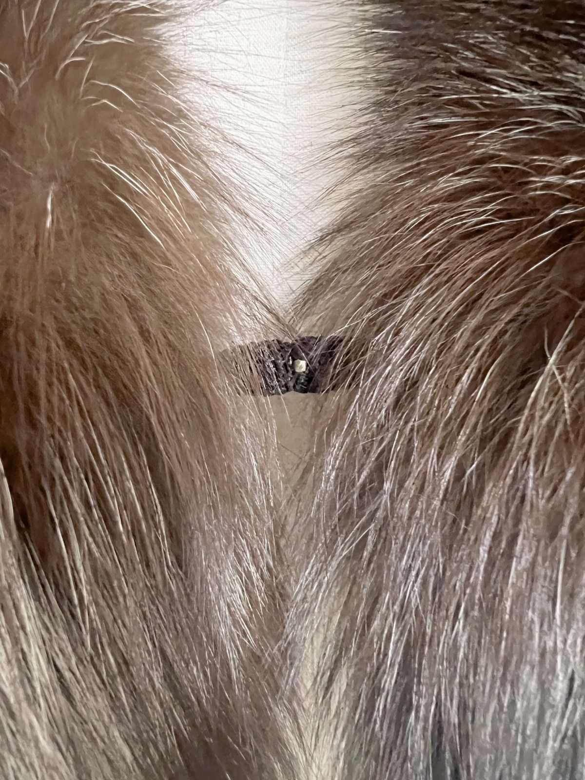 銀狐 SAGA FOX サガフォックス ファー シルバーフォックス - メルカリ