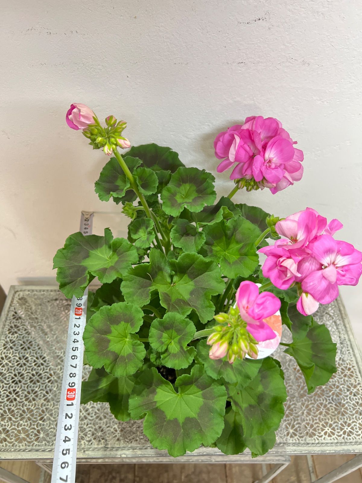 ゾナルゼラニウムクオリティ 5号鉢 - メルカリ