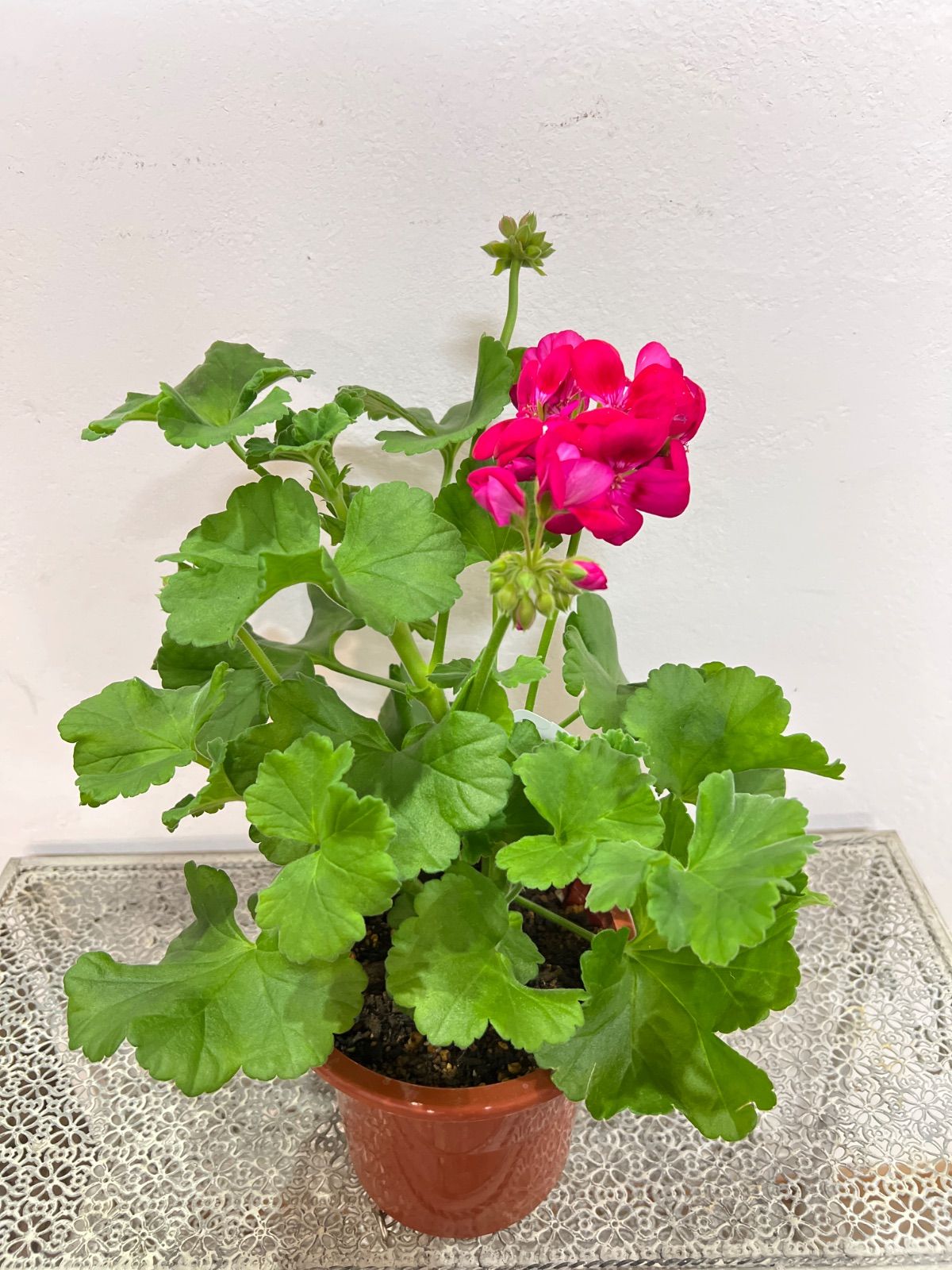 ゾナルゼラニウムクオリティ 5号鉢 - メルカリ