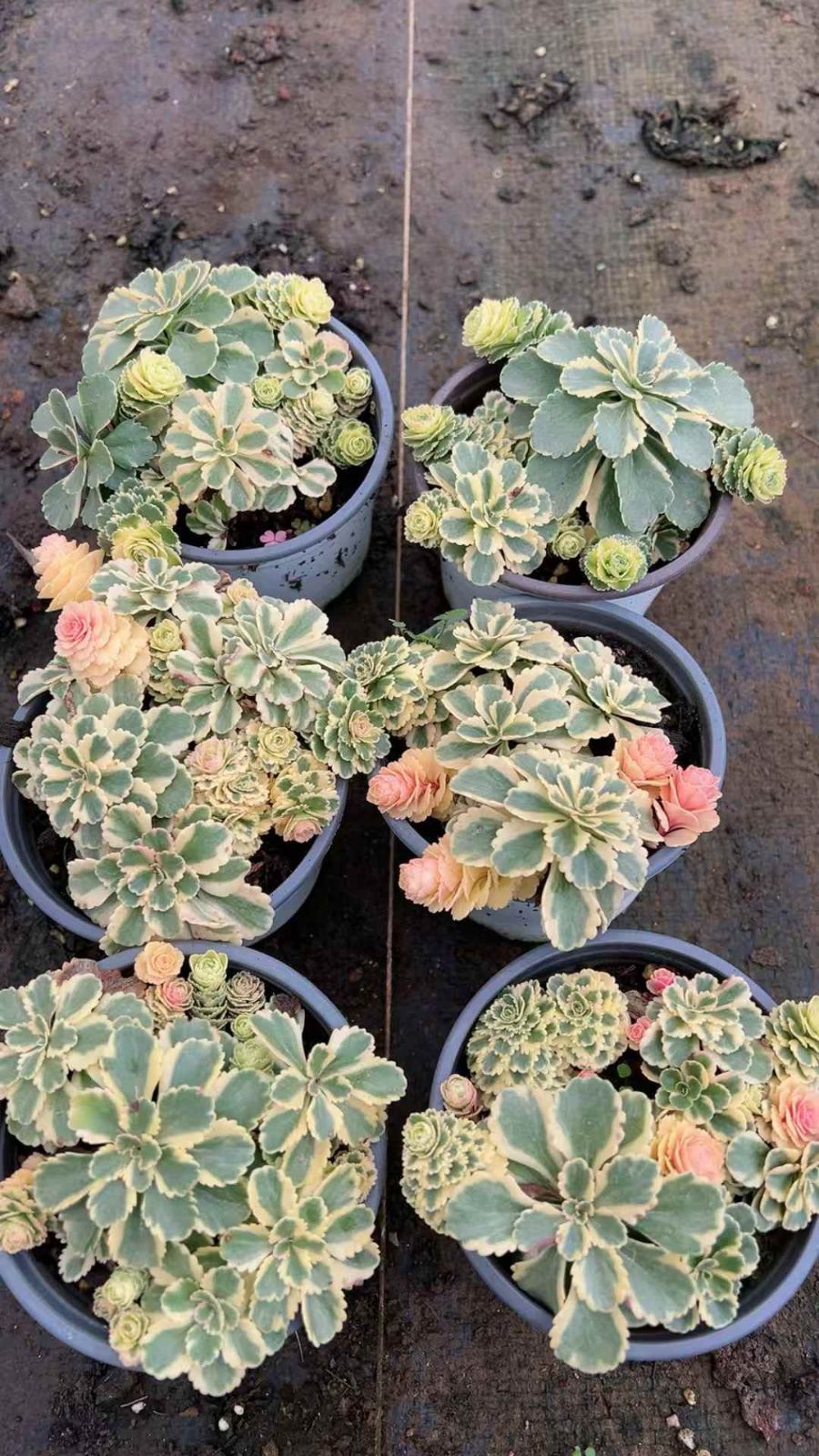 新入荷アトランティス×18株 Z1900土鉢付き 多肉植物 アエオニウム