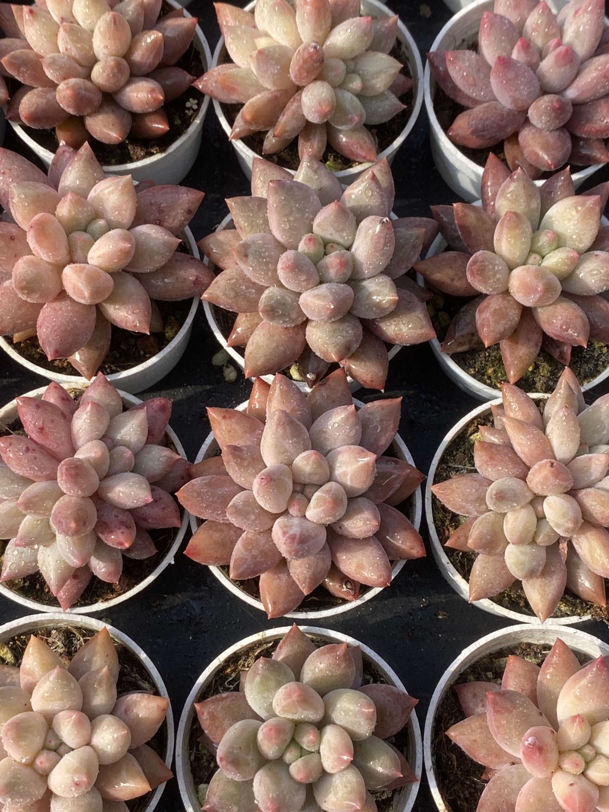 新入荷レッドドラゴンフライ×50株 Z2564土鉢付き 多肉植物