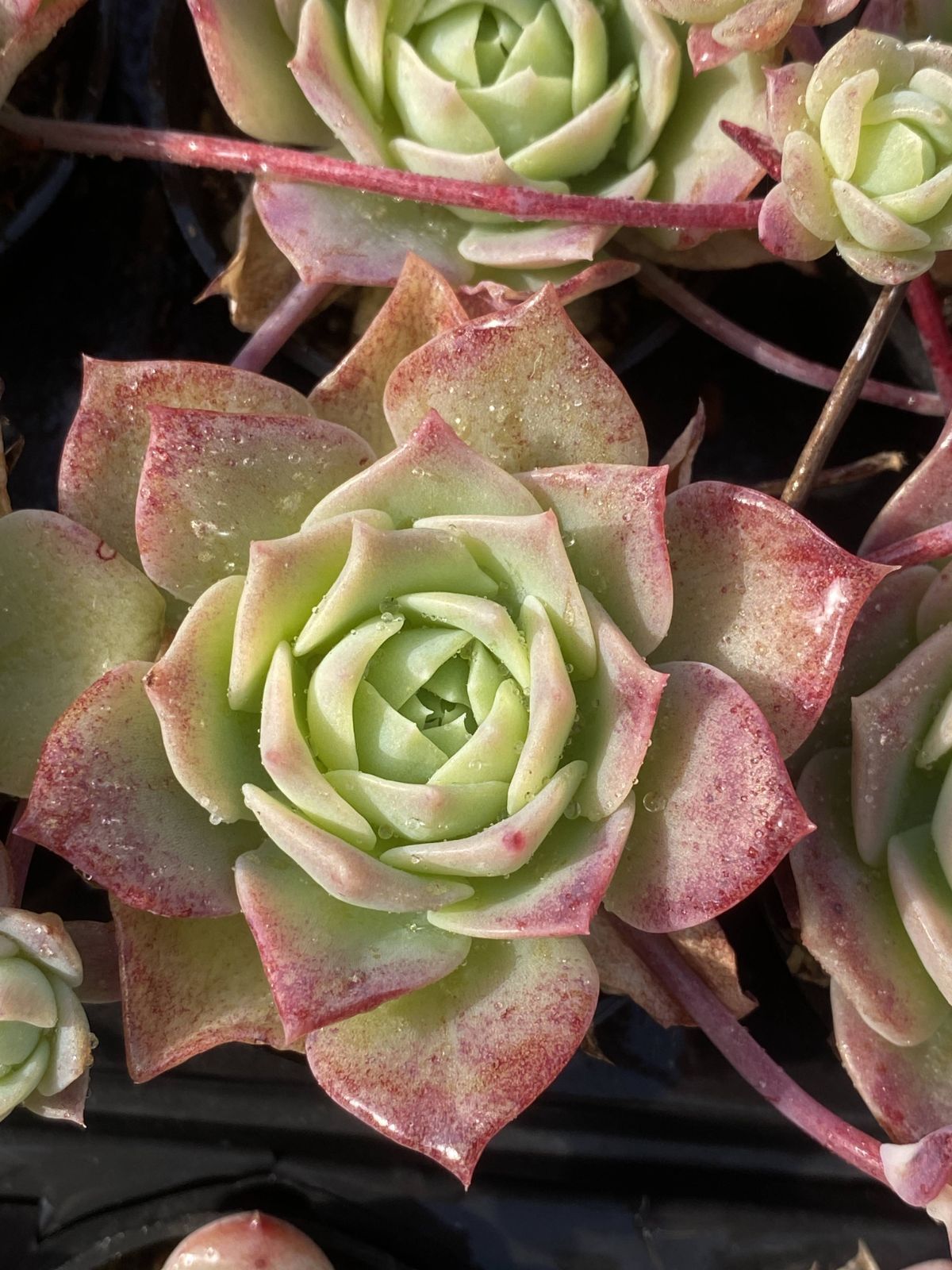 エ*肉様 Z917レッドライト50苗 抜き苗 多肉植物 エケベリア サボテン 韓 新入荷レッドトレーリングロータス×50株 Z2570土鉢付き 多肉植物