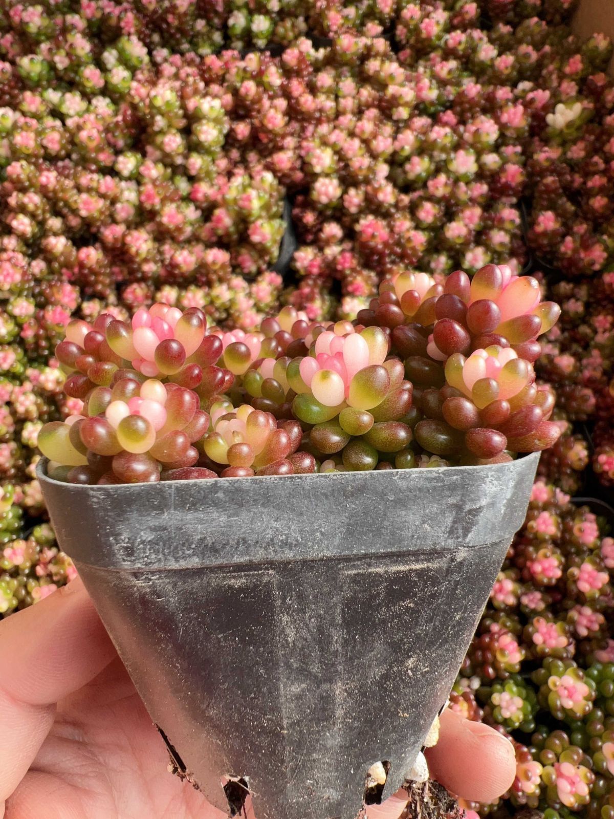 新入荷ベリーヤクニシキ×32株 Z81土鉢付き 多肉植物 アエオニウム