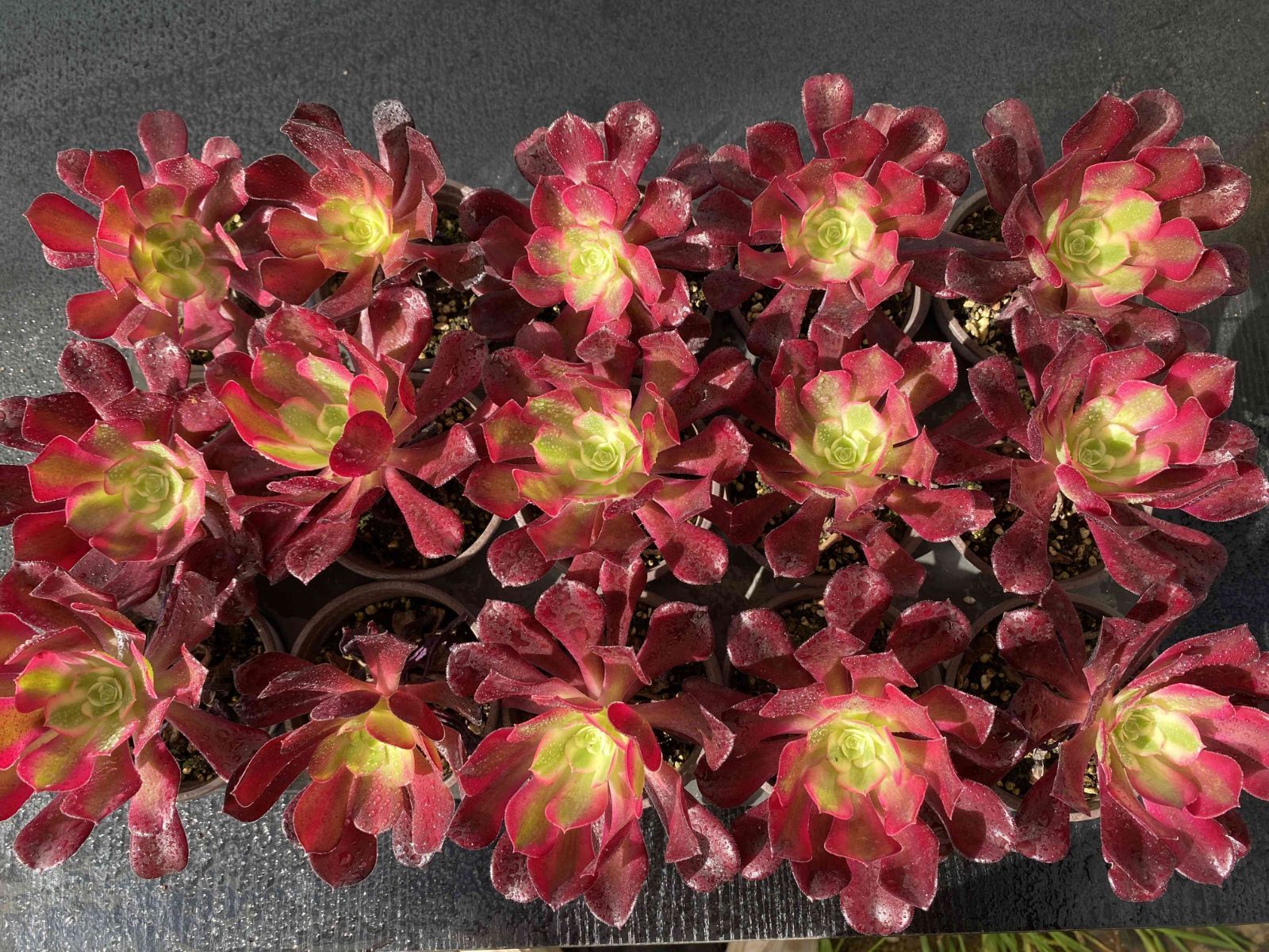 新入荷メドゥーサ×18株 Z2928土鉢付き 多肉植物 アエオニウム