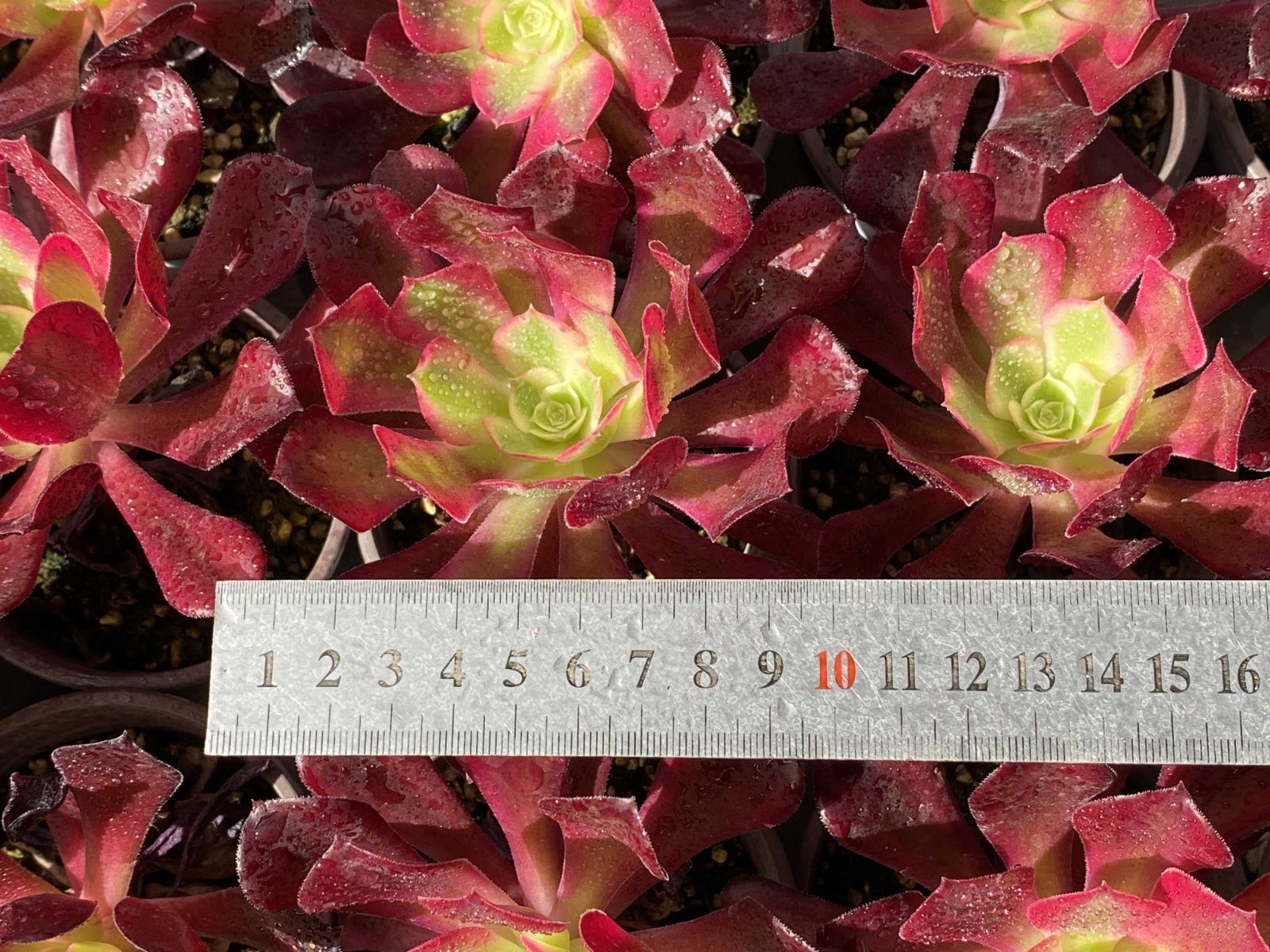 新入荷メドゥーサ×18株 Z2928土鉢付き 多肉植物 アエオニウム