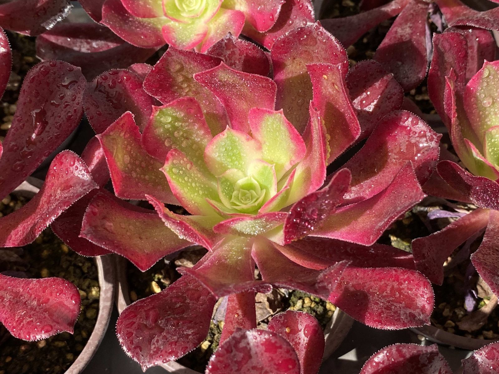 新入荷メドゥーサ×18株 Z2928土鉢付き 多肉植物 アエオニウム