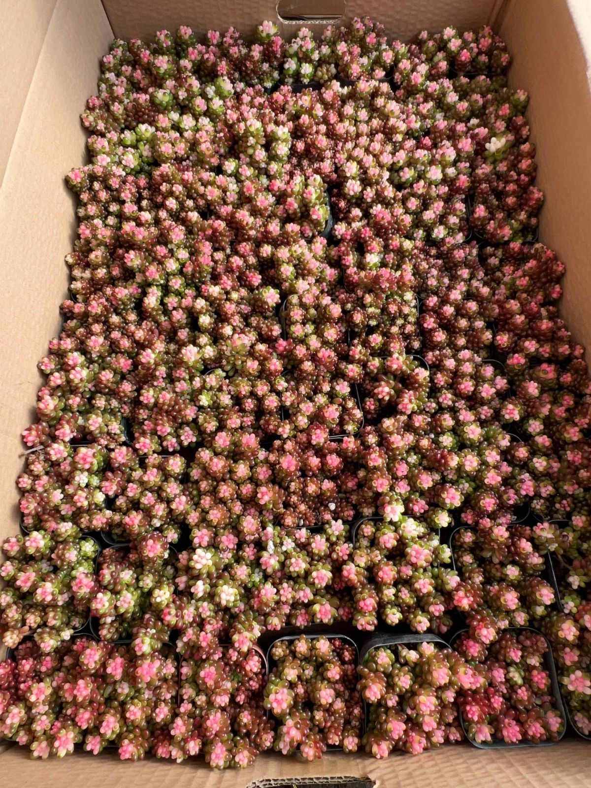 新入荷ベリーヤクニシキ×32株 Z81土鉢付き 多肉植物 アエオニウム