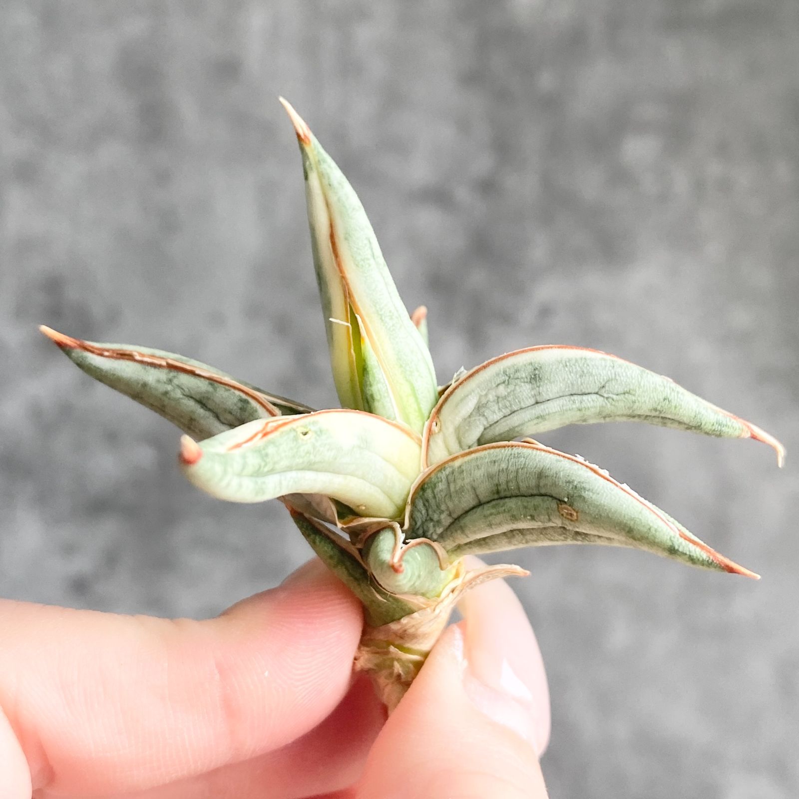 S13491【SS級超希少 ！！】白斑入り サンスベリア ブルー クローン