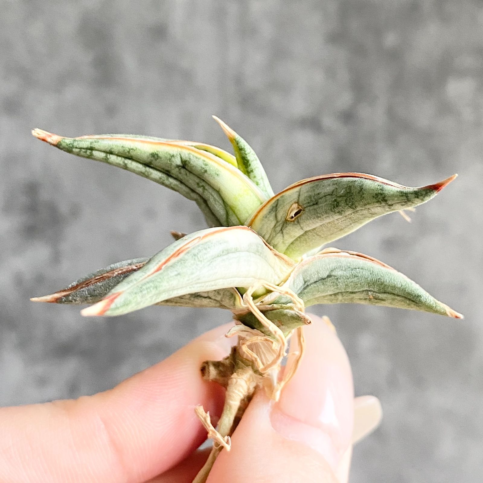 S13498【SS級超希少 ！！】白斑入り サンスベリア ブルー クローン