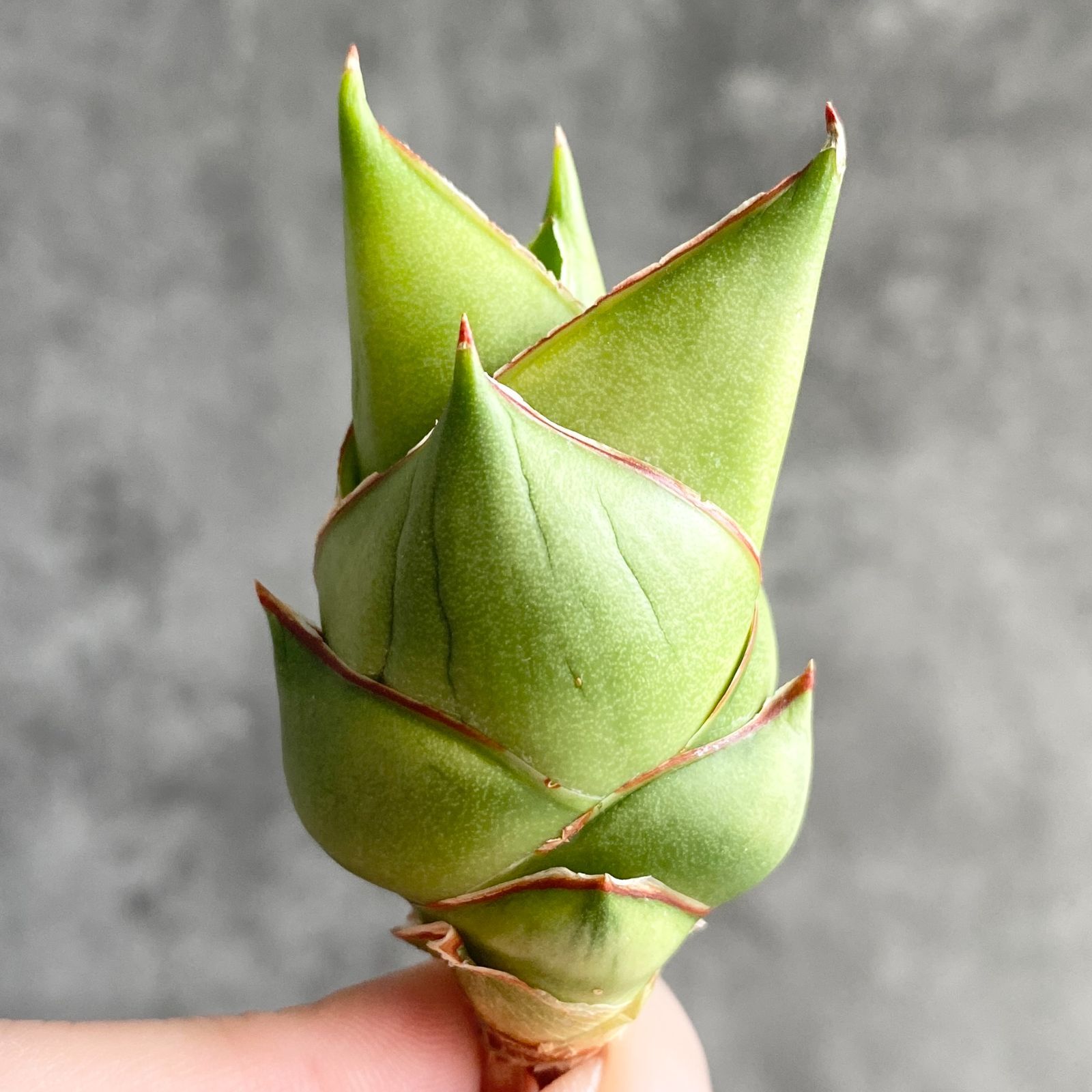 S13515 極上S級特選美株！サンスベリア ハイブリッド タワー