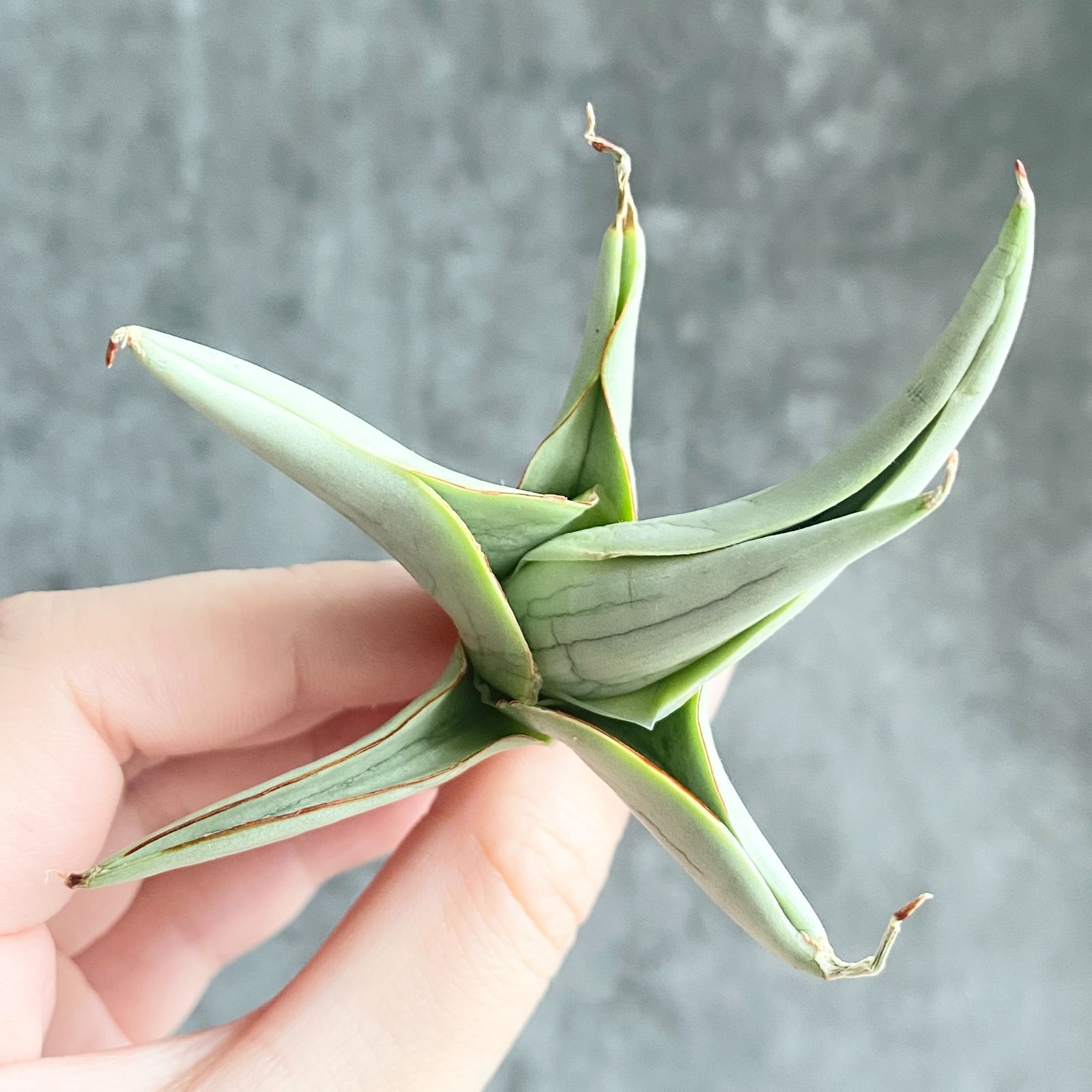 【S754】【SS級！！極上株！！】サンスベリア チャニン Thorut （アガベ ユーフォルビア サンセベリア ）