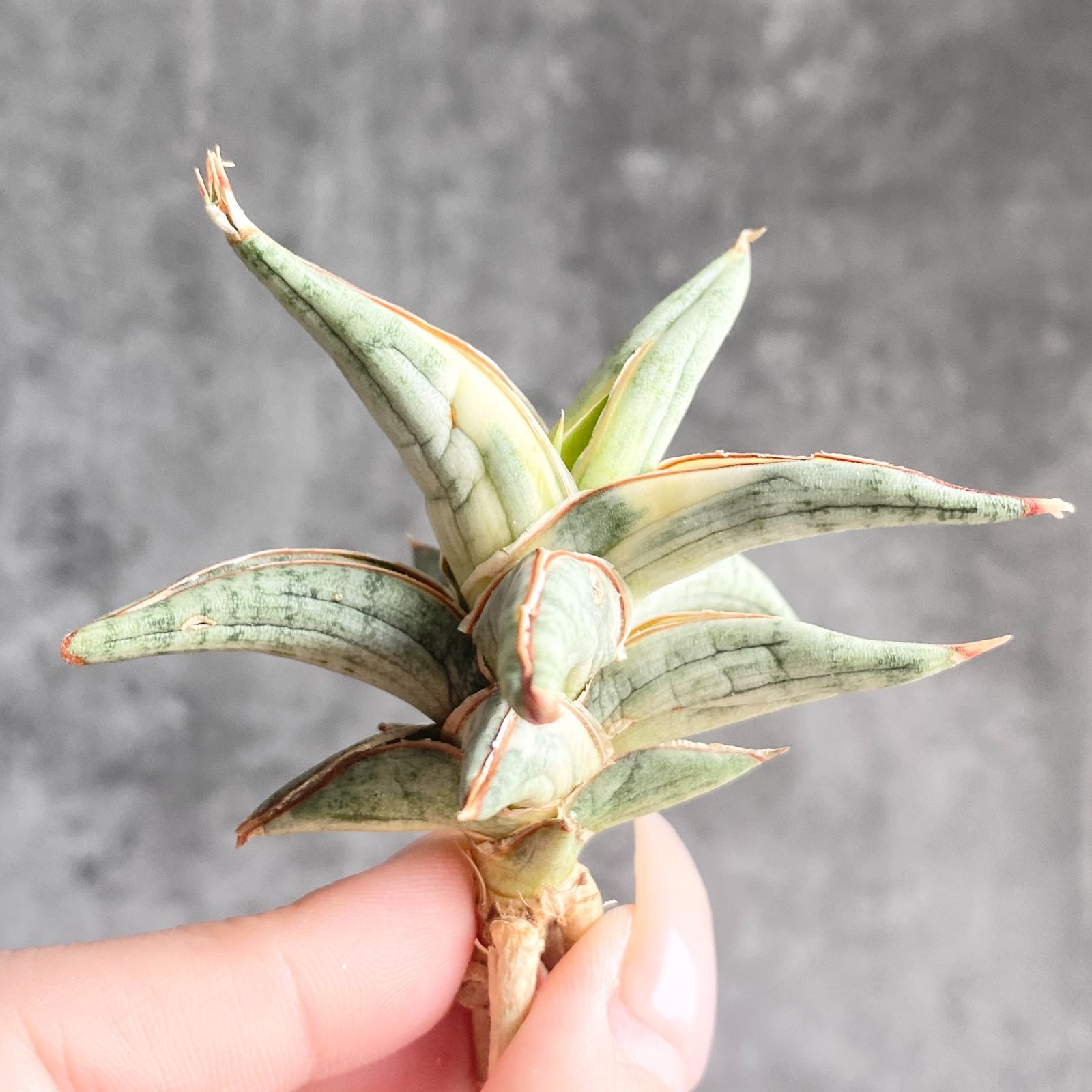 S13490【SS級超希少 ！！】白斑入り サンスベリア ブルー クローン