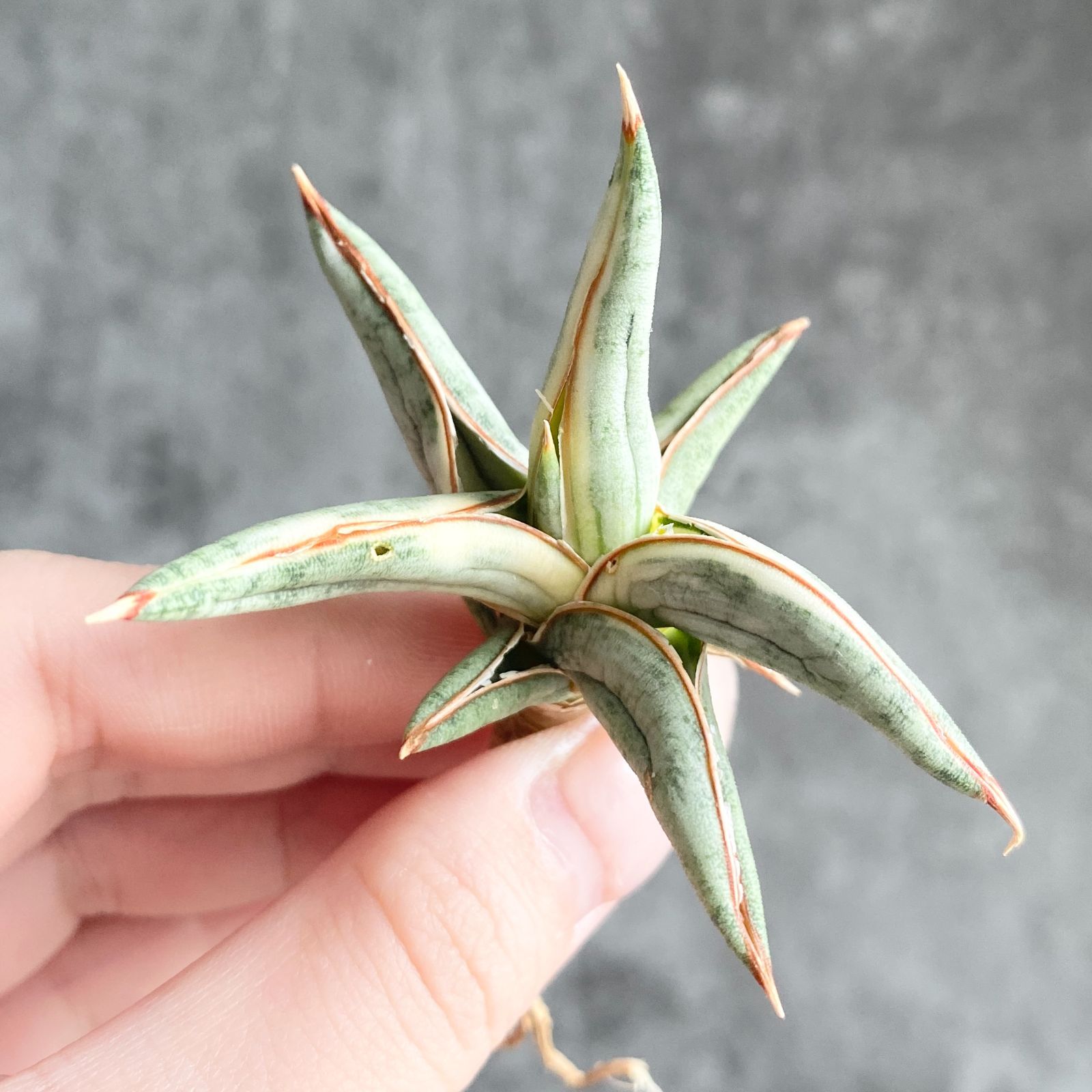 S13491【SS級超希少 ！！】白斑入り サンスベリア ブルー クローン