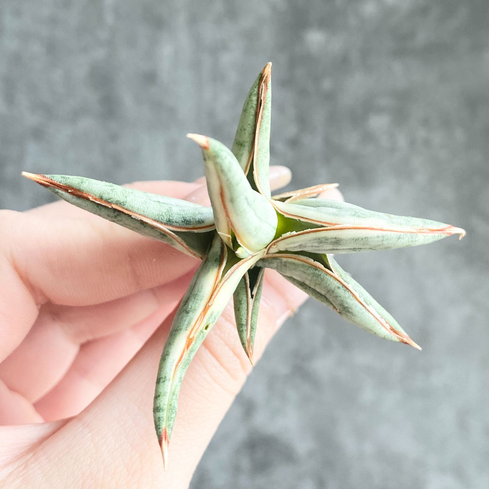 S13491【SS級超希少 ！！】白斑入り サンスベリア ブルー クローン