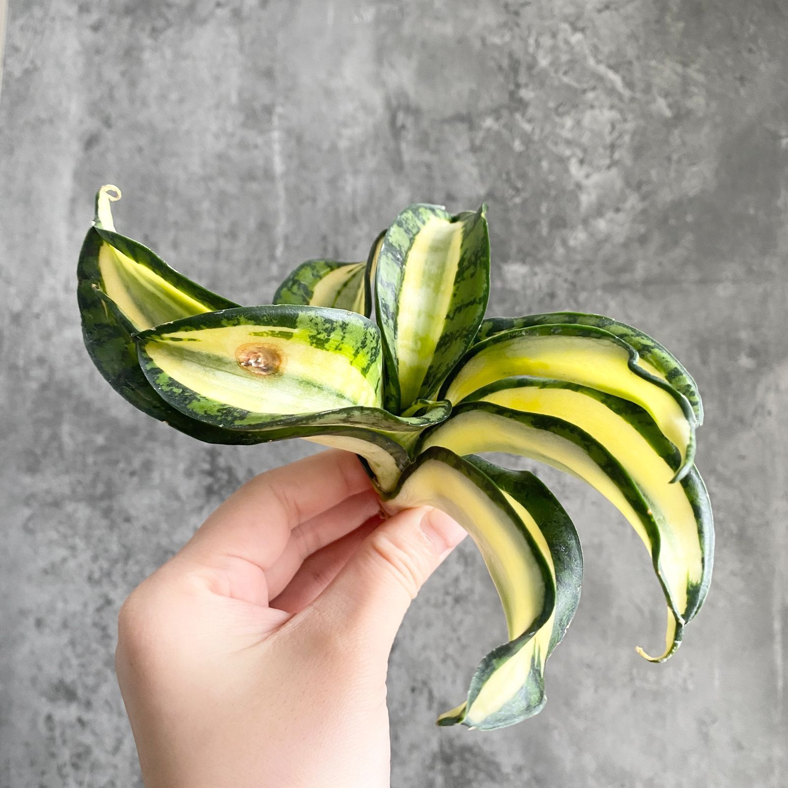 S13466 極上S級特選美株！サンスベリア ゴールデンウェンディ