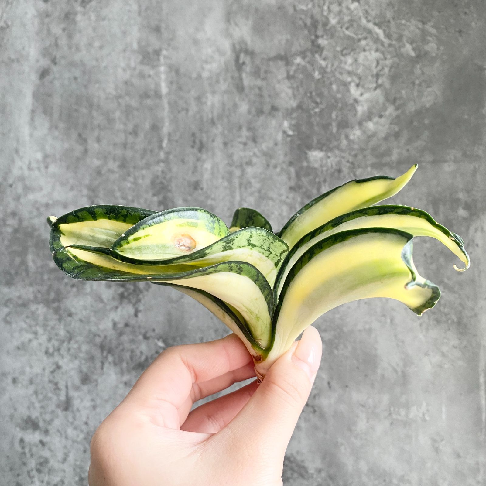 S13466 極上S級特選美株！サンスベリア ゴールデンウェンディ