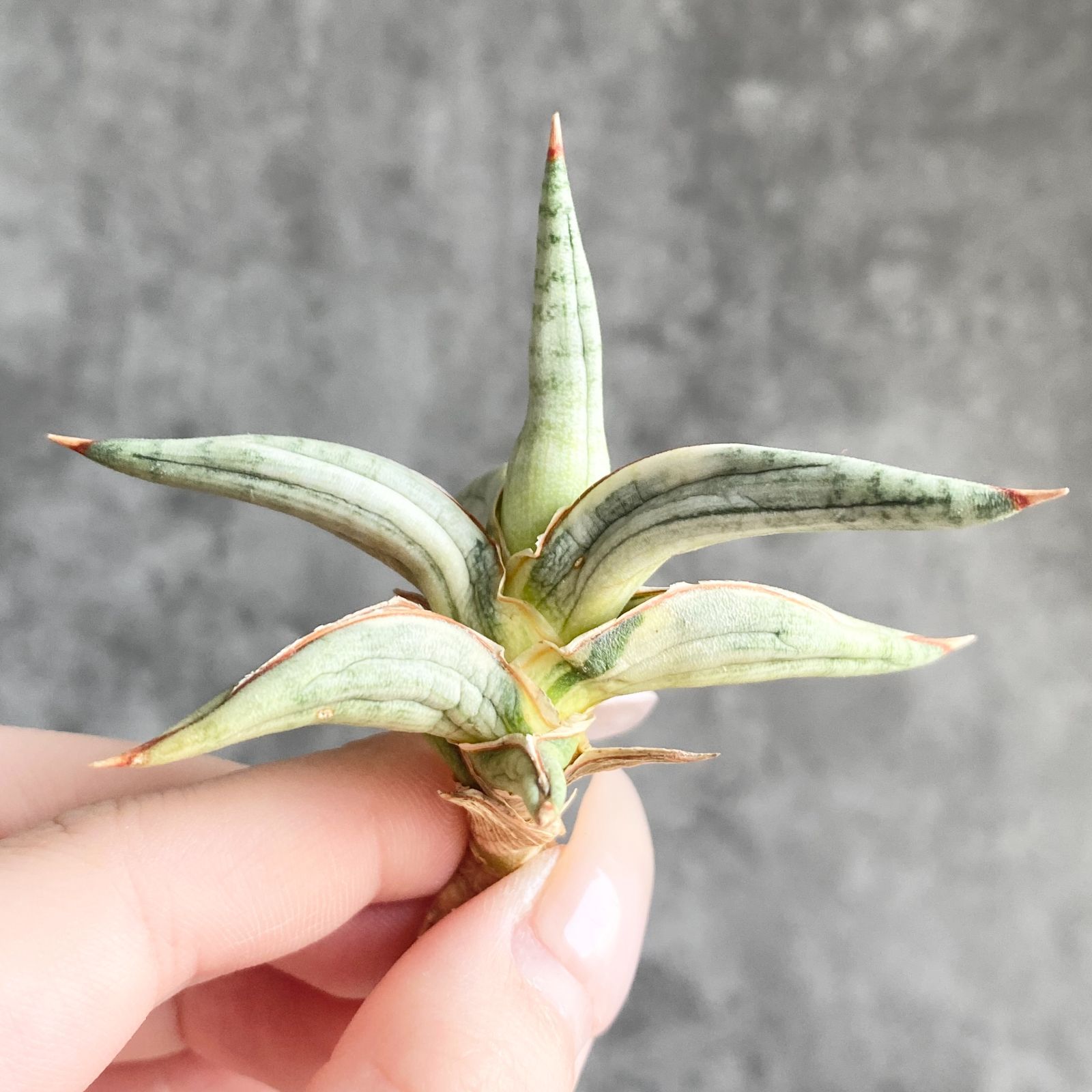 S13500【SS級超希少 ！！】白斑入り サンスベリア ブルー クローン