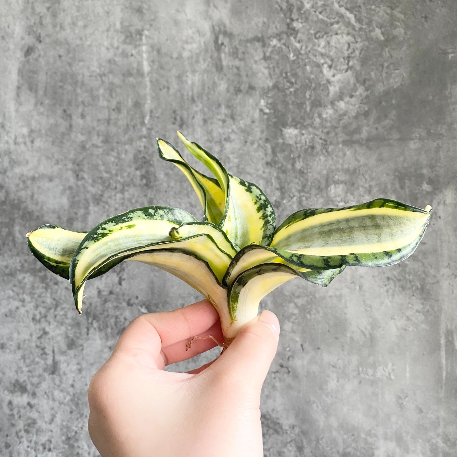 S13469 極上S級特選美株！サンスベリア ゴールデンウェンディ