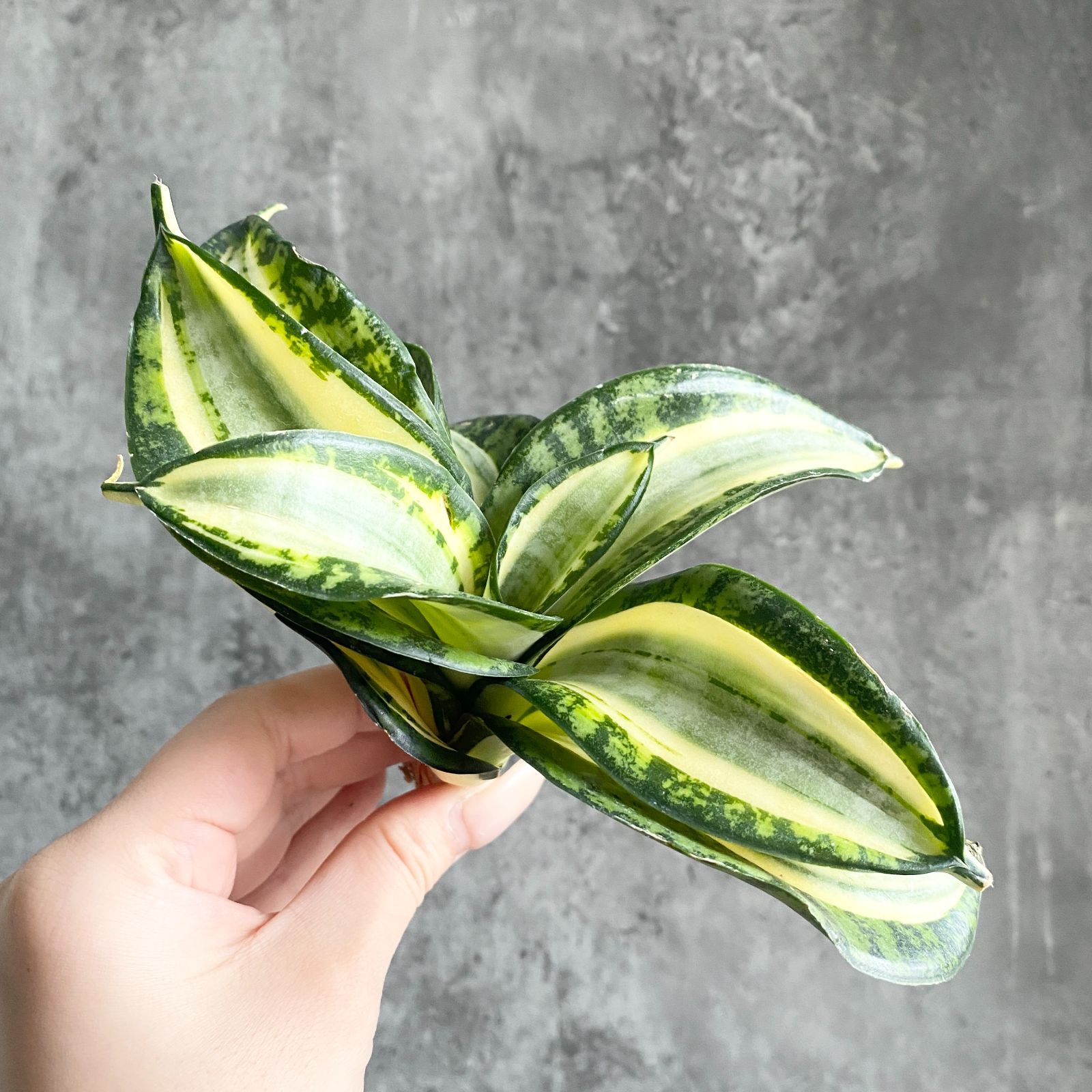 S13470 極上S級特選美株！サンスベリア ゴールデンウェンディ