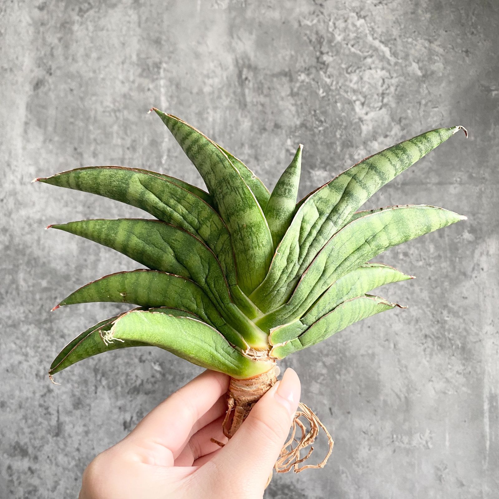 S13448【極上S級希少株！！】サンスベリア SRIKANDI ( ユーフォルビア