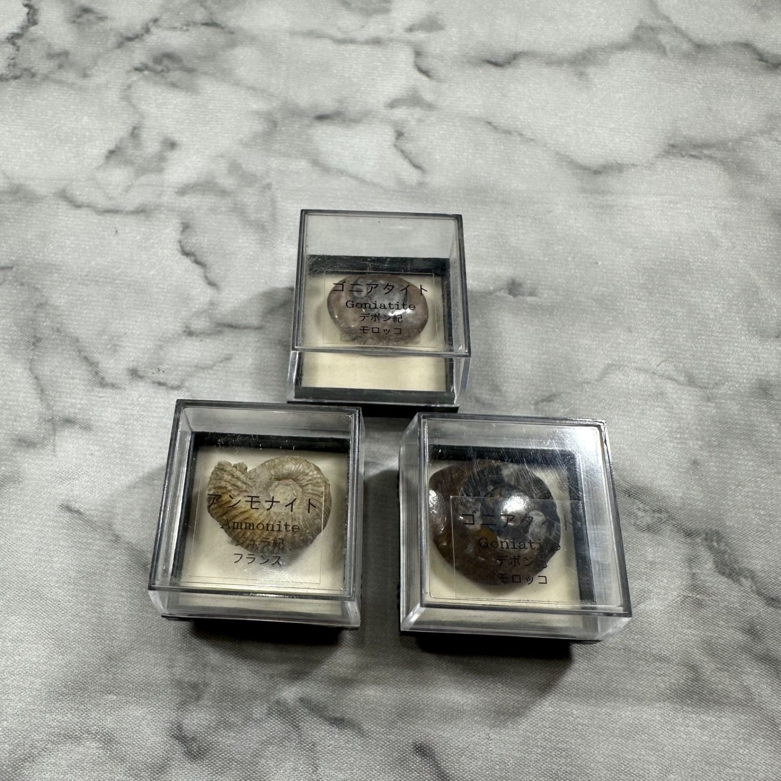 ゴニアタイト アンモナイト 化石 3点セット YS26B-181 - メルカリ