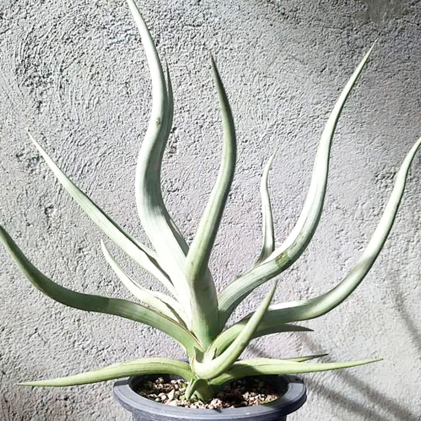 S13455【超希少ハイブリッド！！美株！！】サンスベリア ダンシング