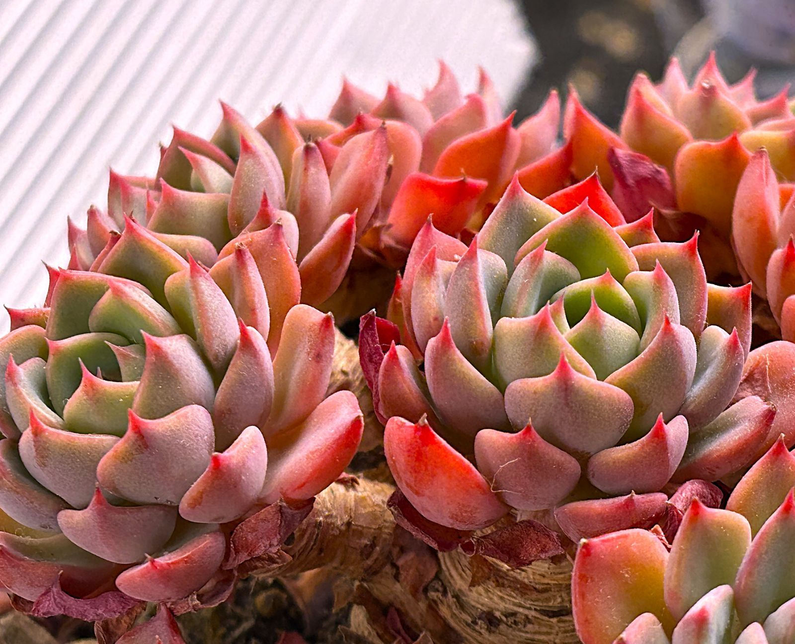 エケベリア 七福美尼 豪華群生株 12子株付き 5年育成株 抜き苗 - メルカリ