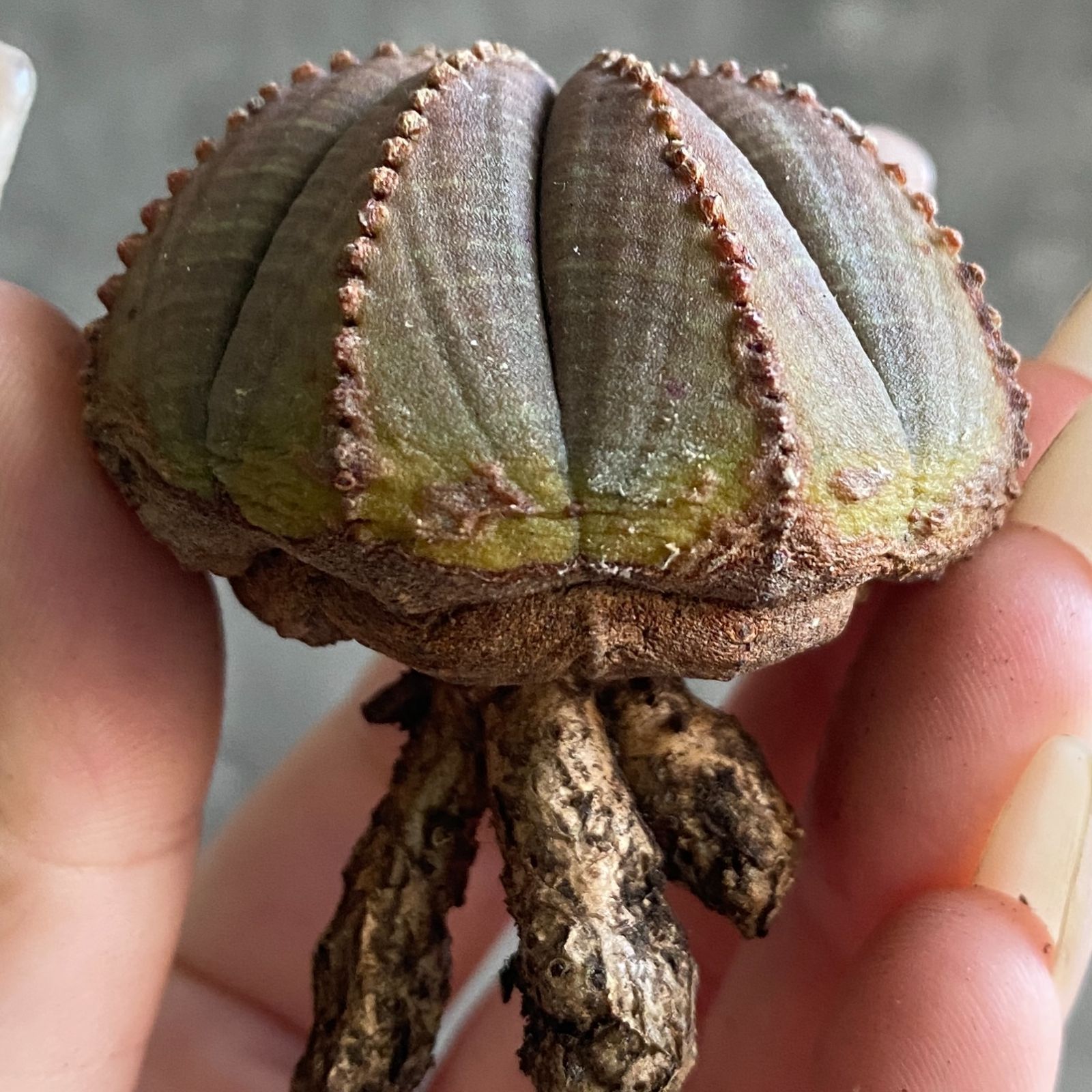 B19029【数量限定！選抜株！】ユーフォルビア オベサ Euphorbia obesa