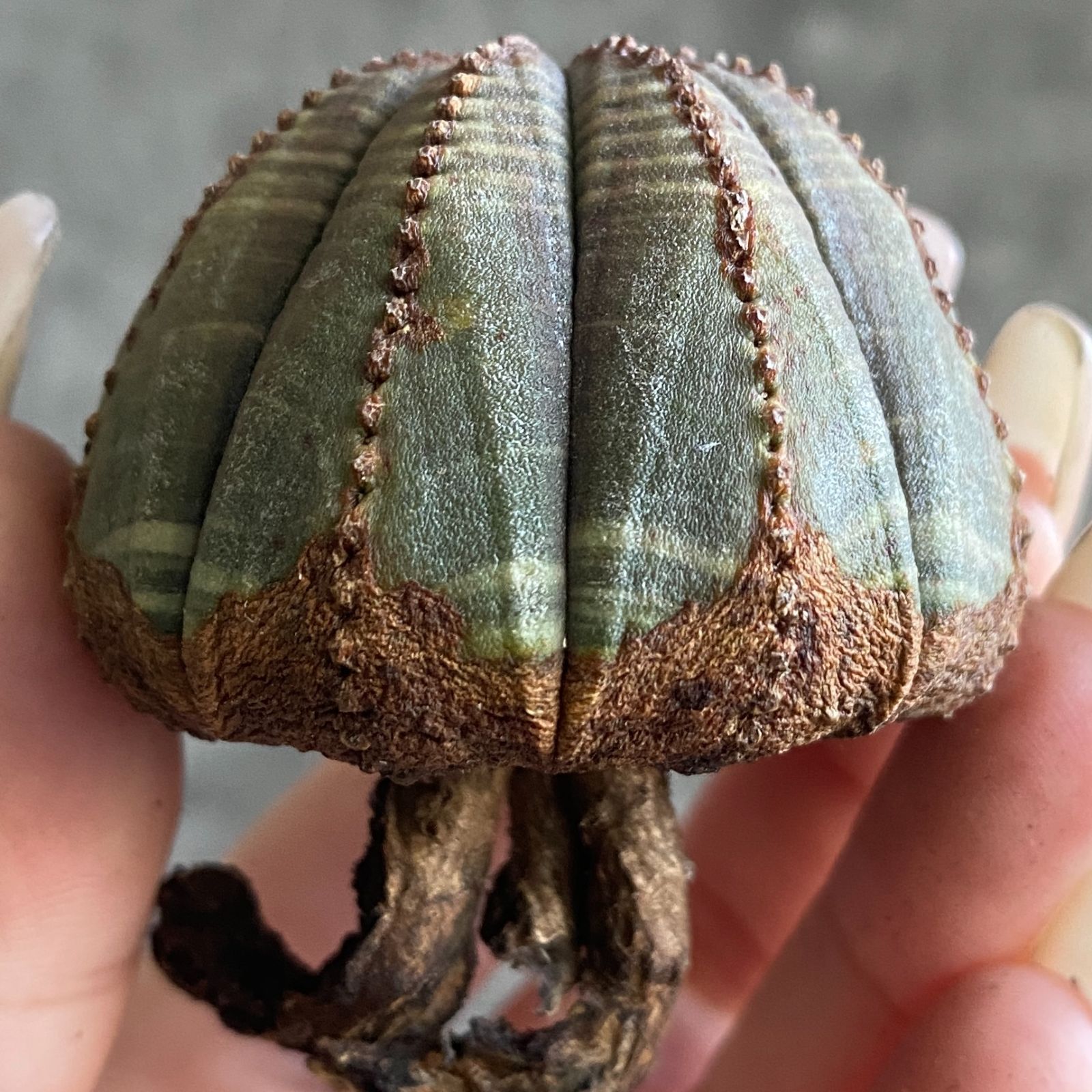 B19039【数量限定！選抜株！】ユーフォルビア オベサ Euphorbia obesa