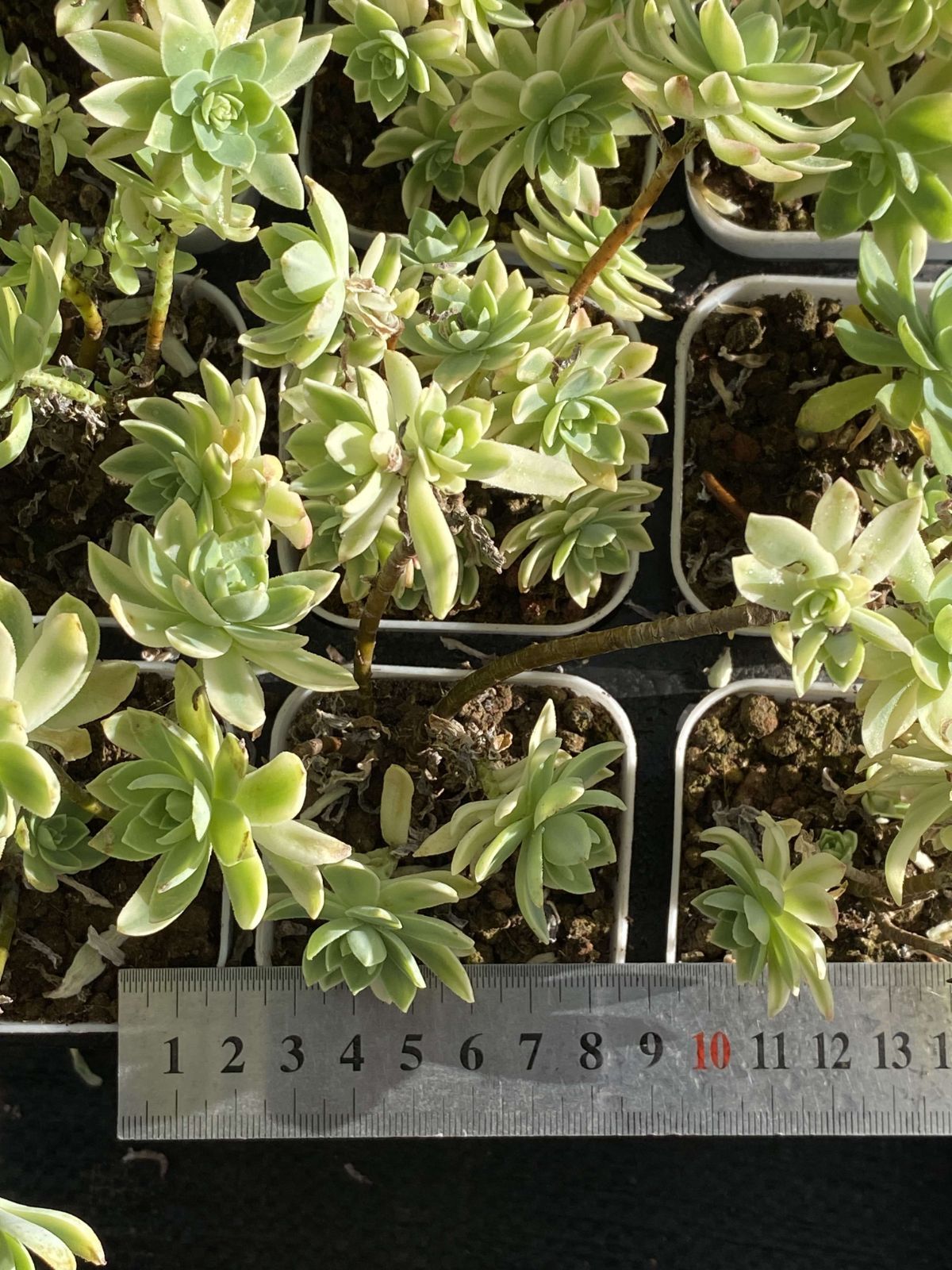 新入荷 ウスゲショウニシキ×32株 Z2356抜き苗 多肉植物 詰め合わせ