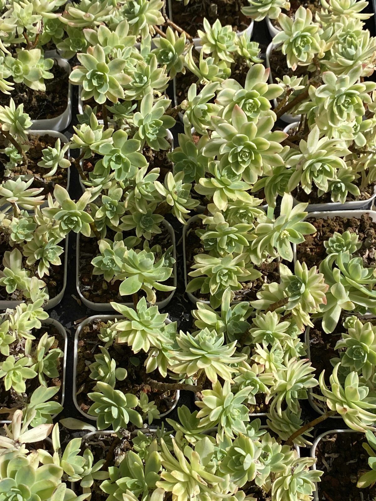 新入荷 ウスゲショウニシキ×32株 Z2356抜き苗 多肉植物 詰め合わせ