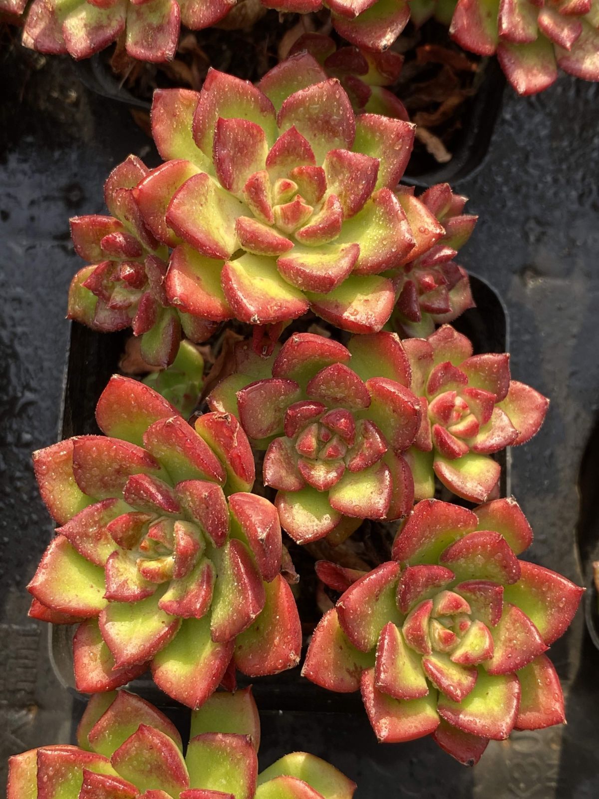 Top【選抜株】多肉植物　360464アエオニウム アゾラー50個プラグトレー苗 新入荷 ティア×50株 Z2387抜き苗 多肉植物 詰め合わせ アエオニウム