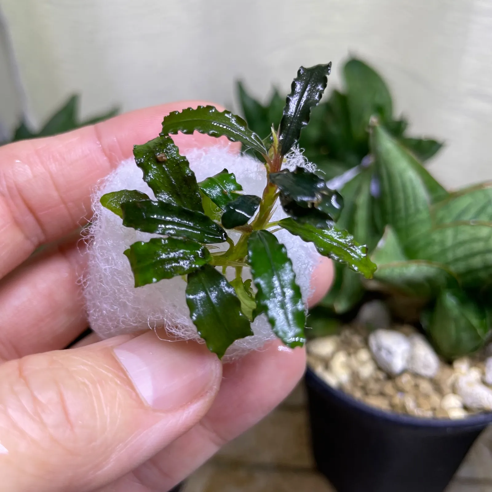 2026年最新】水草 種類：ブセファランドラ 水草の人気アイテム - メルカリ