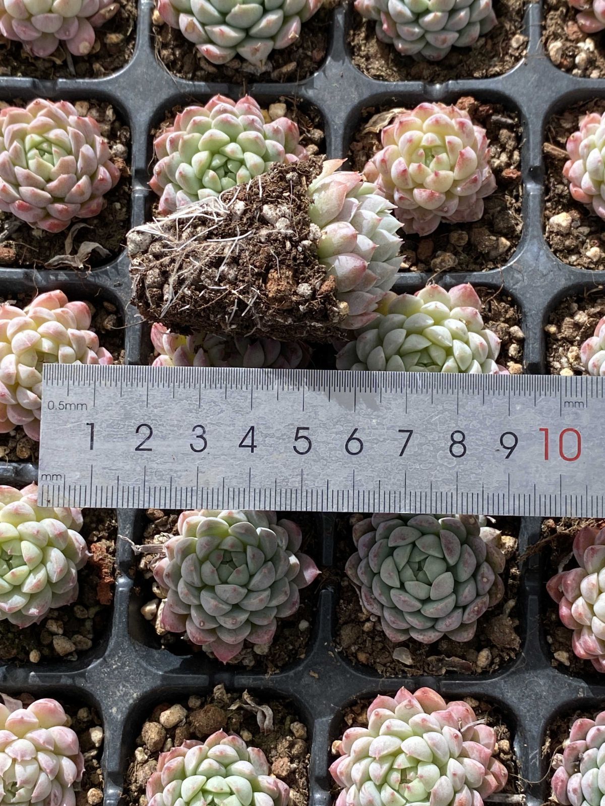 新入荷ヨウシニシキ×72苗 X13土付き 多肉植物 詰め合わせ アエオニウム