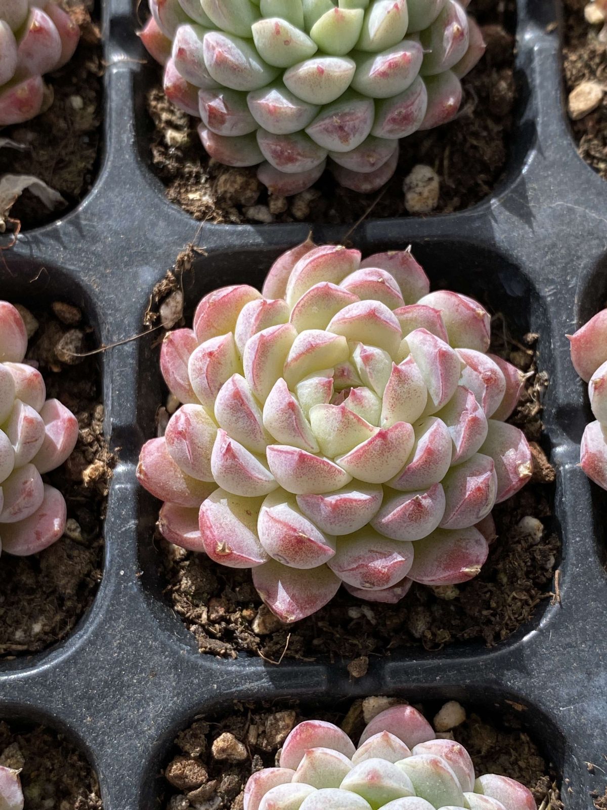 新入荷ヨウシニシキ×72苗 X13土付き 多肉植物 詰め合わせ アエオニウム