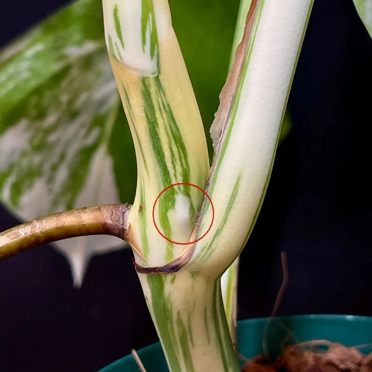 ボルシギアナ モンステラ 斑入り ホワイトタイガー 観葉植物 植物⁄観葉