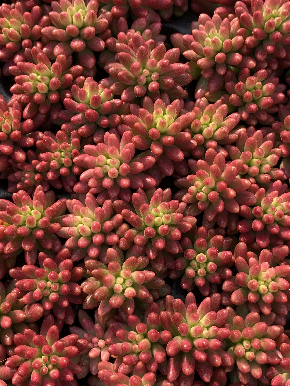 新入荷ニジノタマニシキ×72苗 X215土付き 多肉植物 詰め合わせ