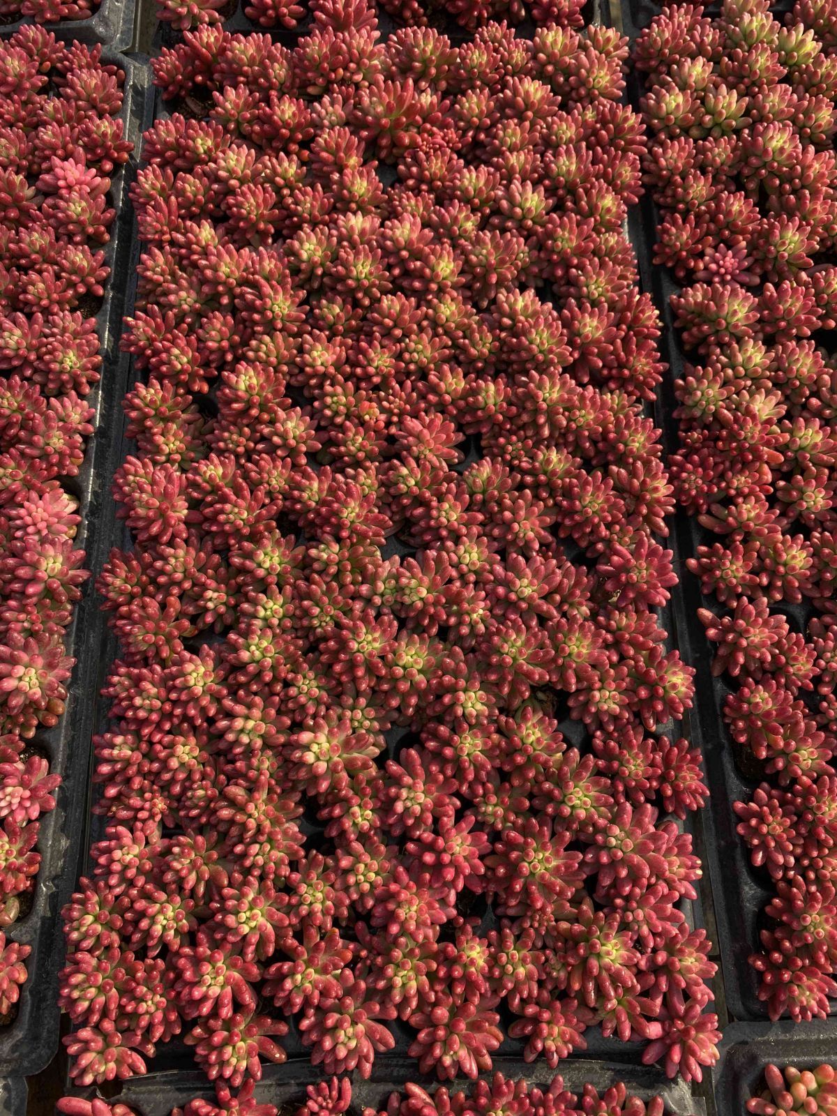 新入荷ニジノタマニシキ×72苗 X215土付き 多肉植物 詰め合わせ