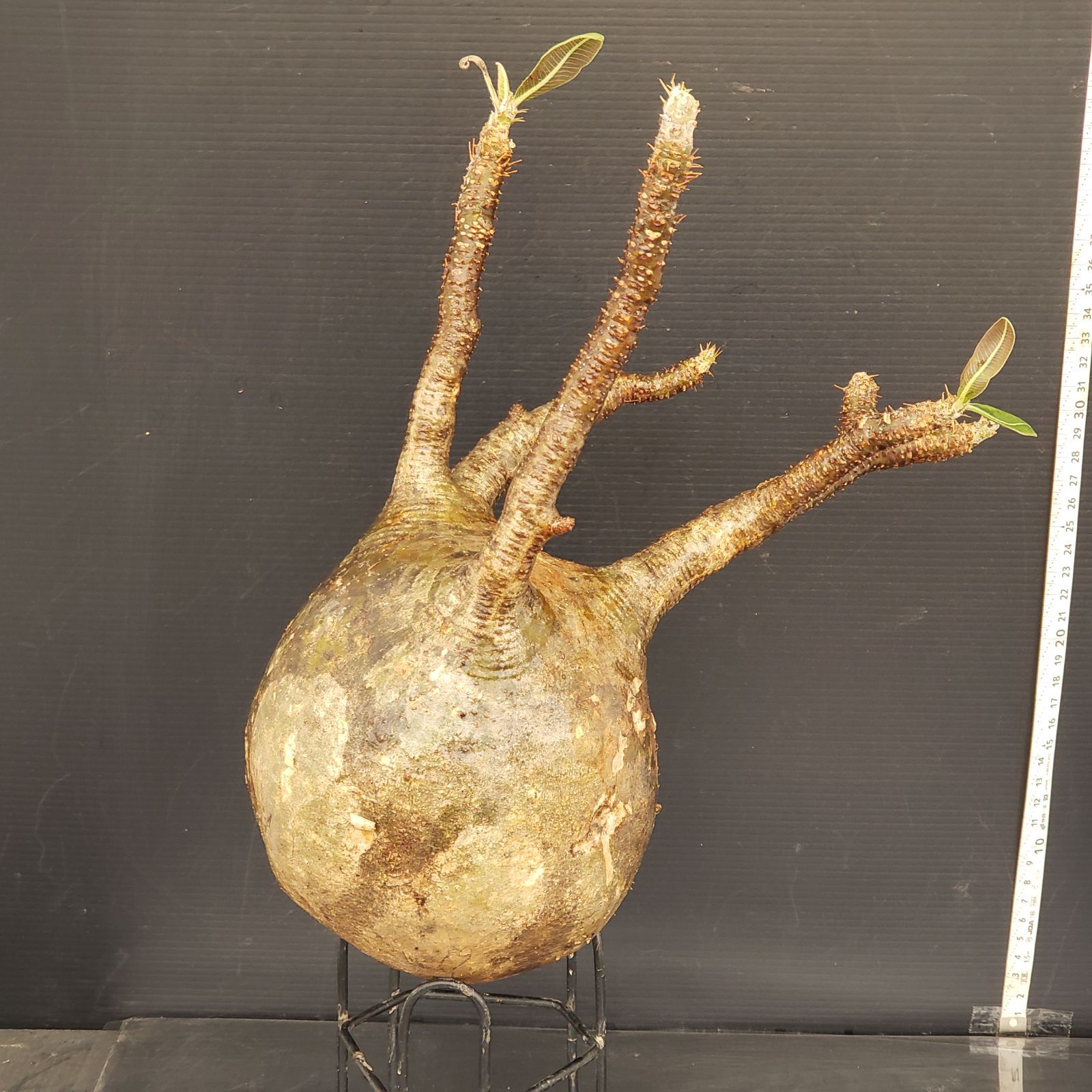 R168【自社養生株】Pachypodium グラキリス（L）（現地球・抜き苗