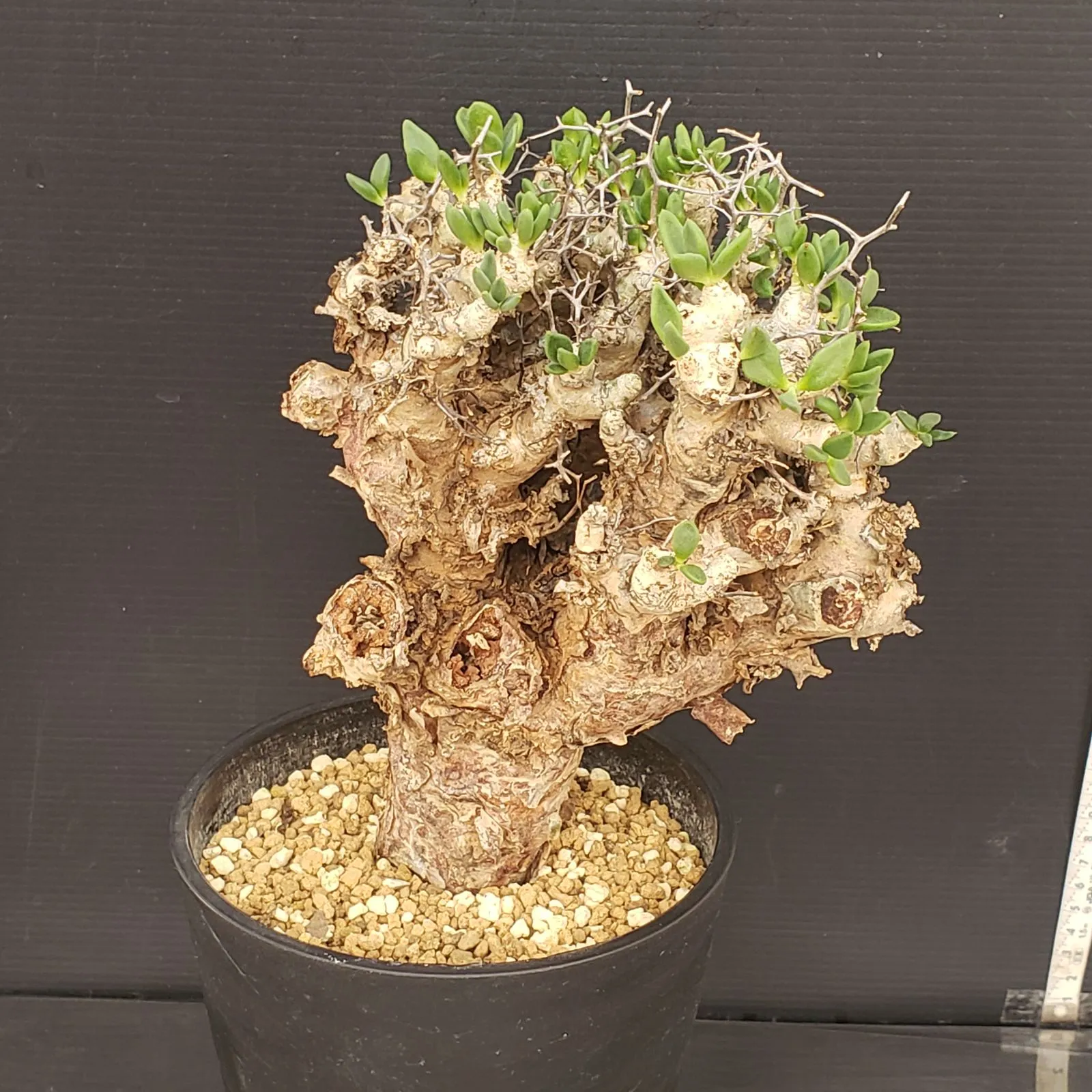 2026年最新】万物想 実生の人気アイテム - メルカリ