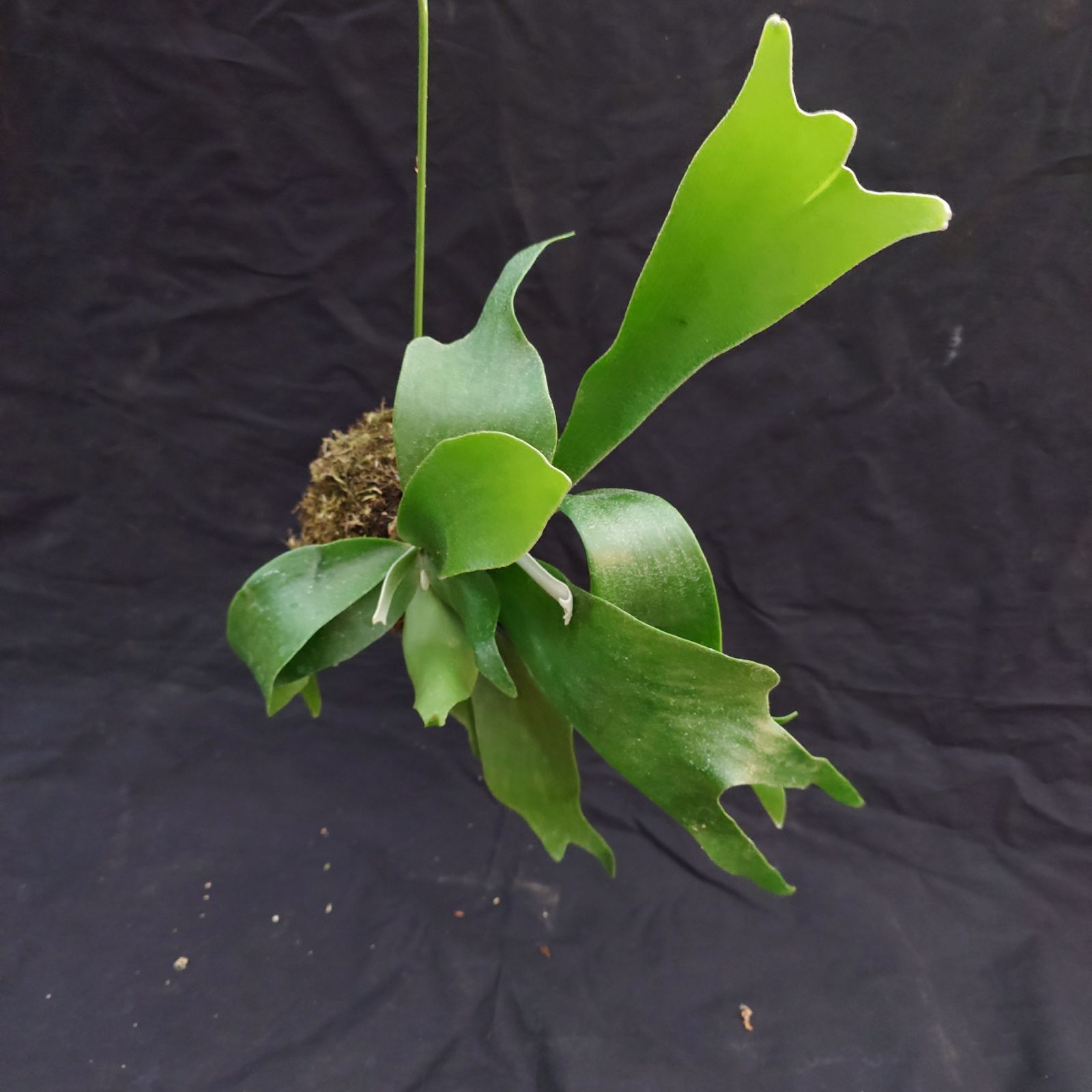 ②ビカクシダコケ玉 P. willinckii spore（子株付き） メルカリ便